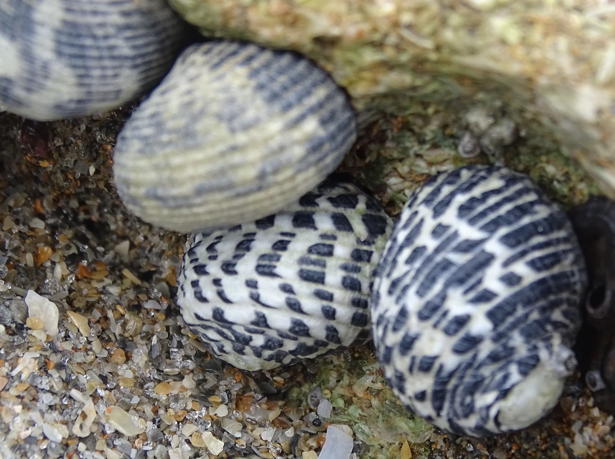 Checkered Nerites (Nerita tessellata)