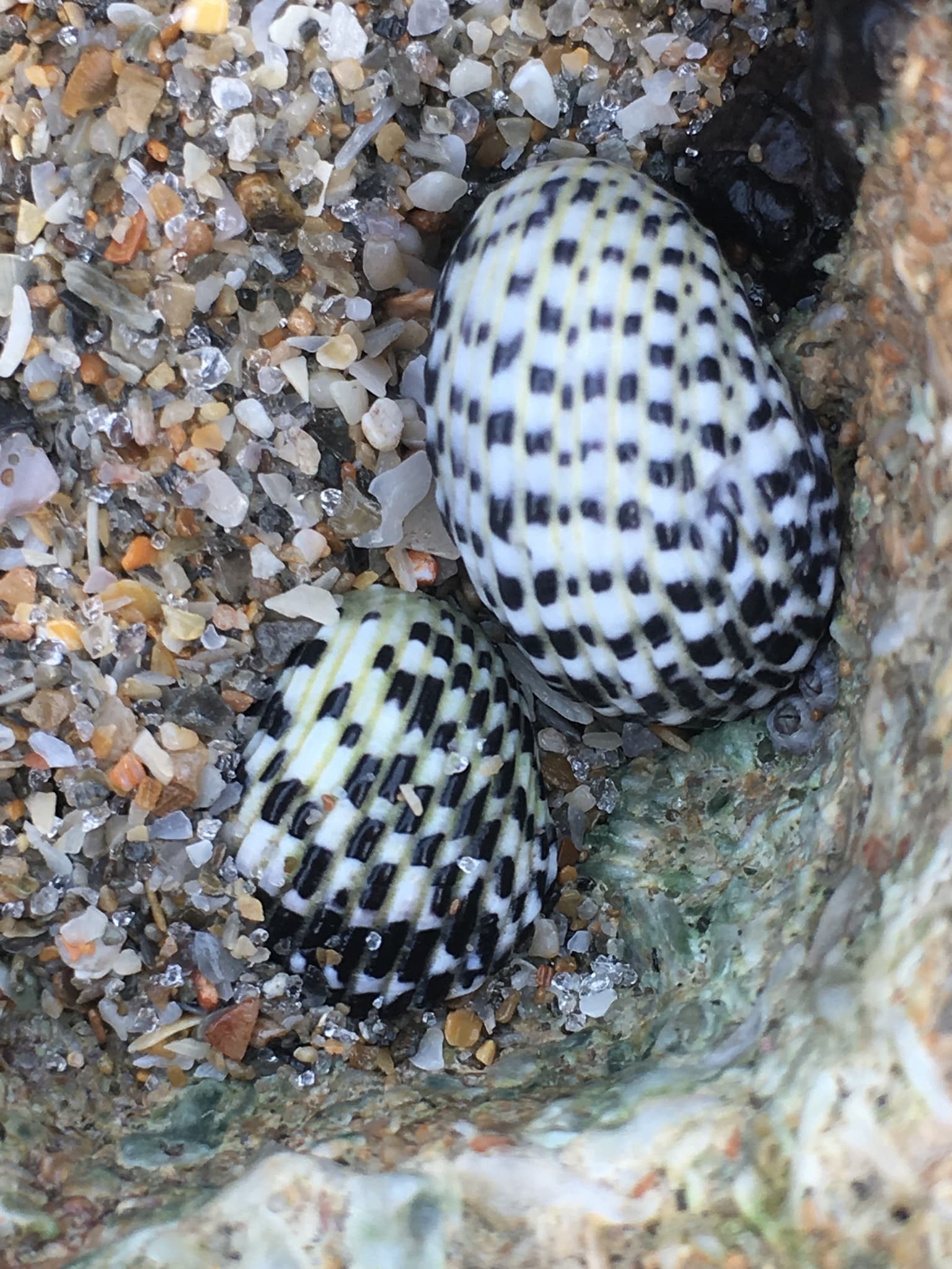 Checkered Nerites (Nerita tessellata)