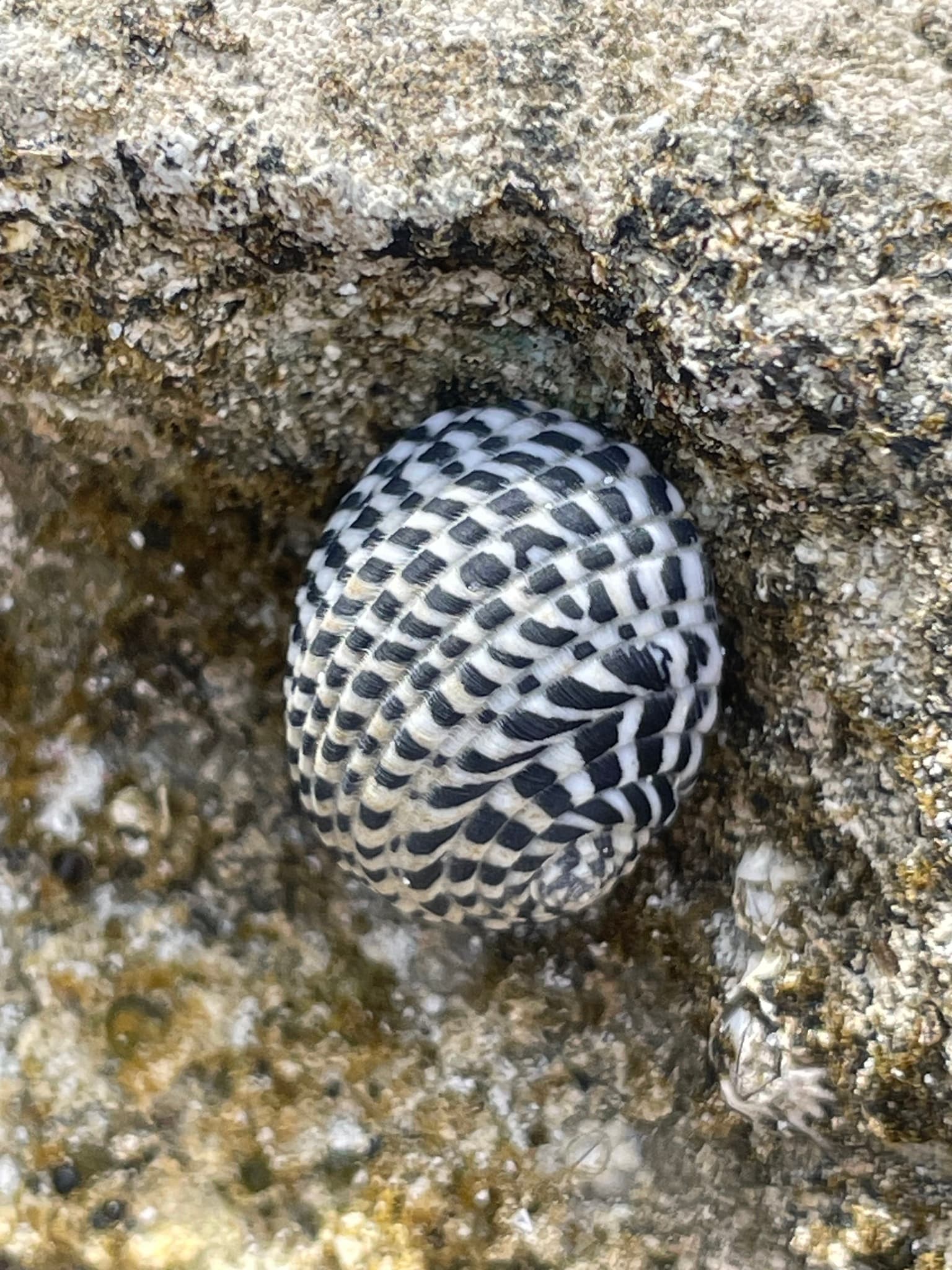 Checkered Nerite (Nerita tessellata)