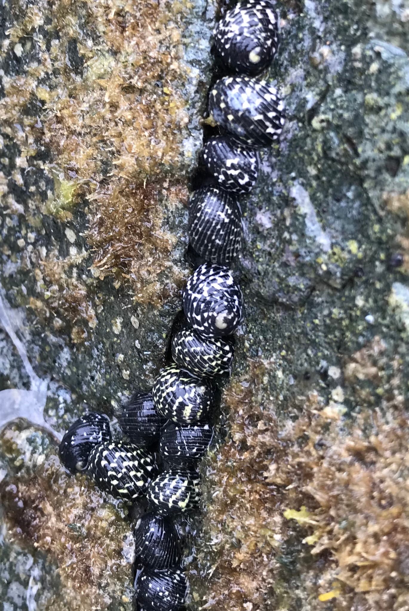 Checkereds Nerite (Nerita tessellata)