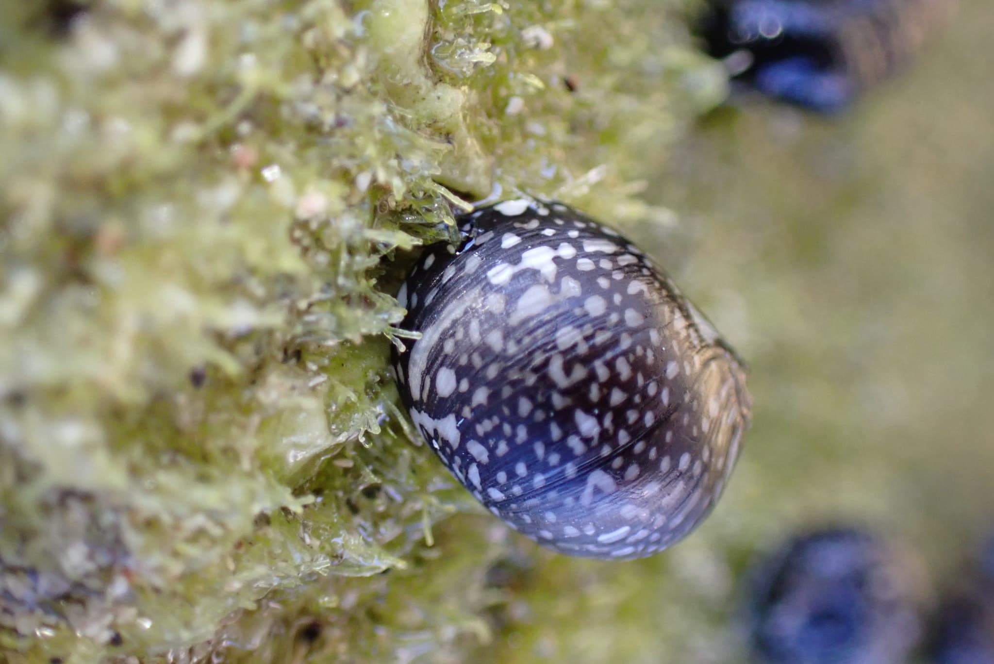 Virgin Nerite (Vitta virginea)