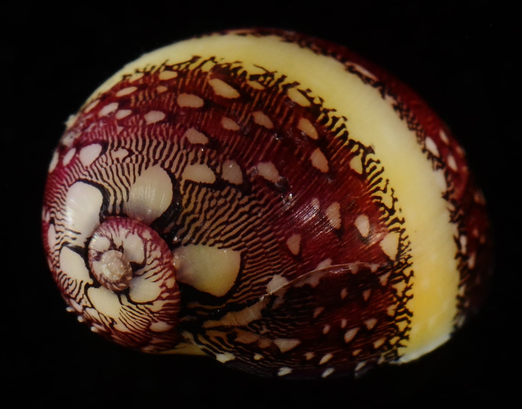 Virgin Nerite (Vitta virginea)