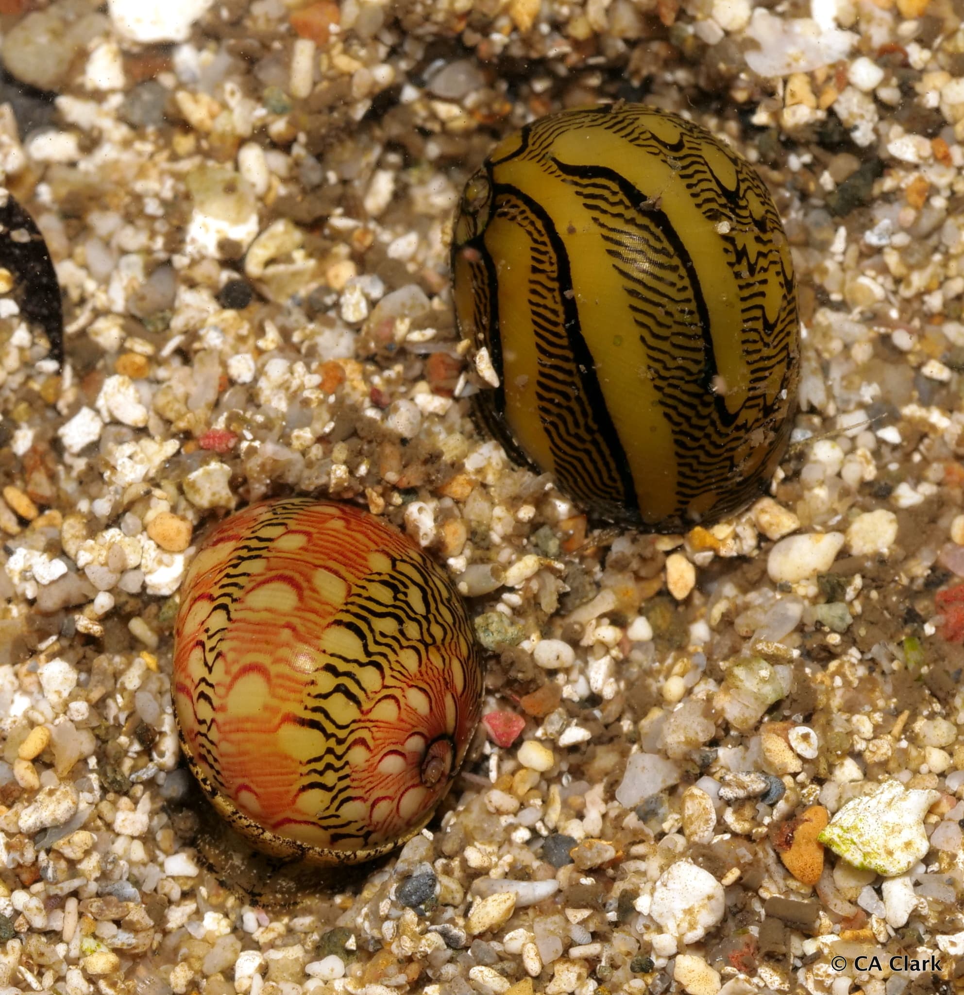 Virgin Nerites (Vitta virginea)