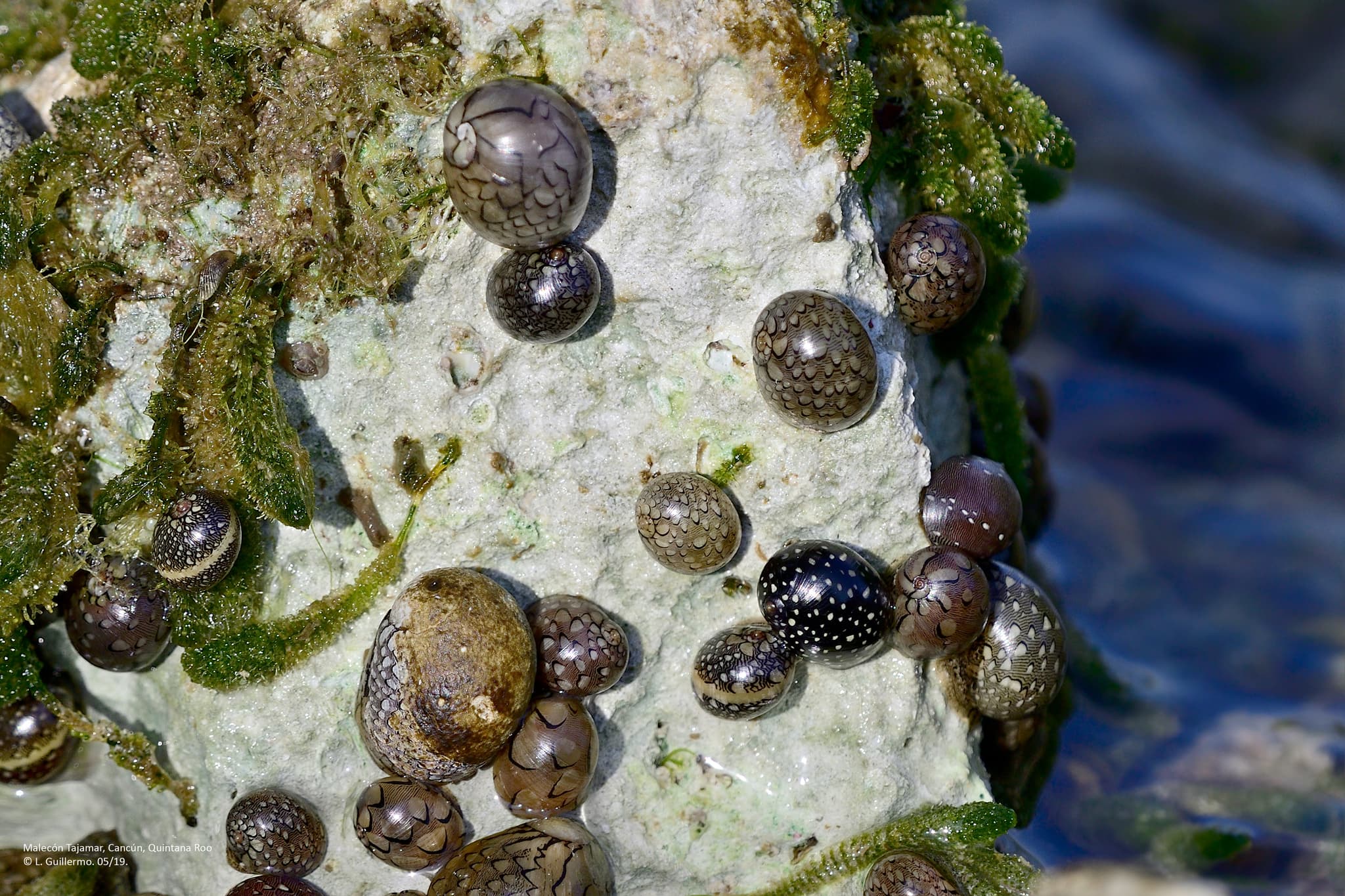 Virgin Nerites (Vitta virginea)