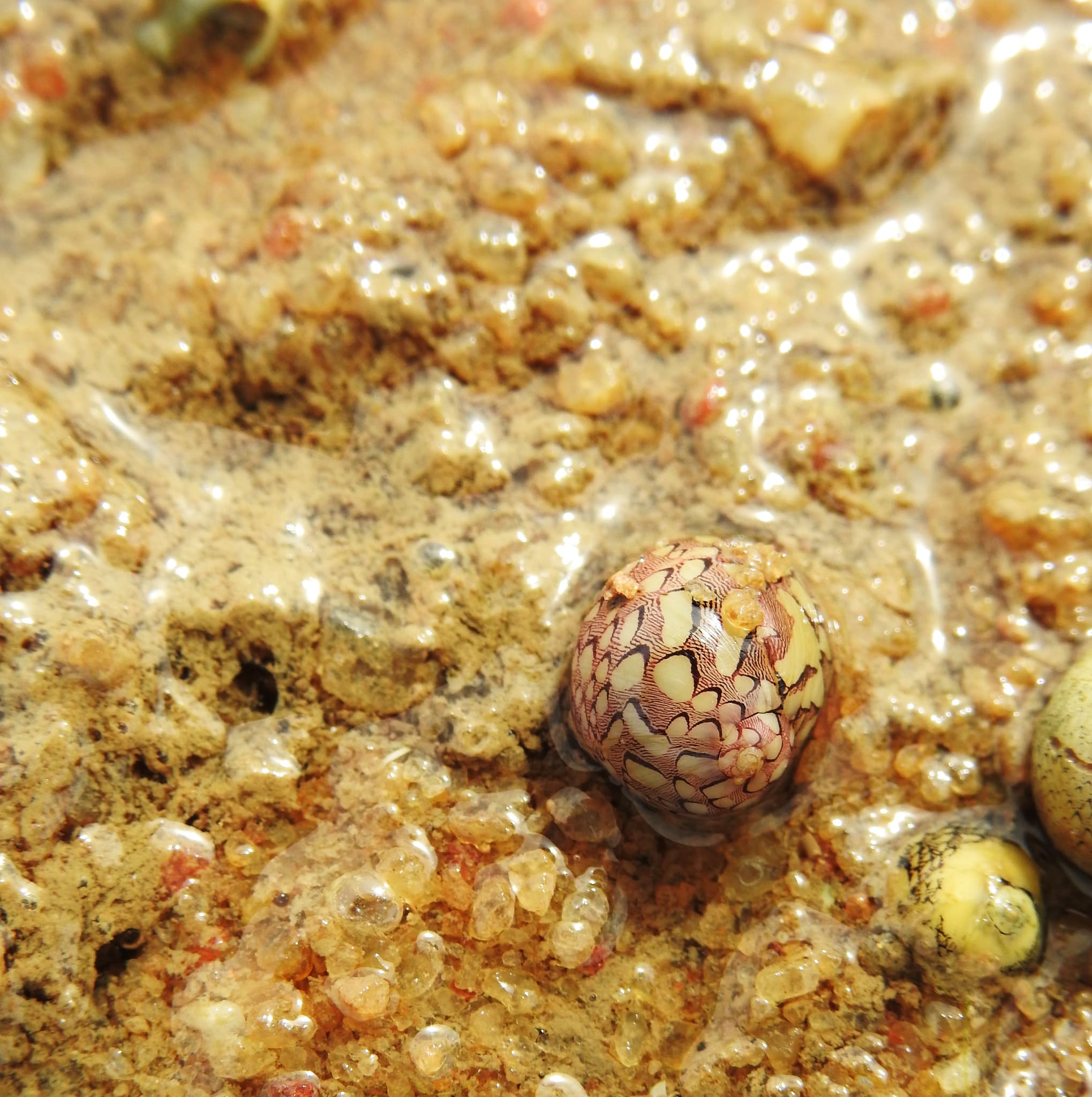 Virgin Nerite (Vitta virginea)