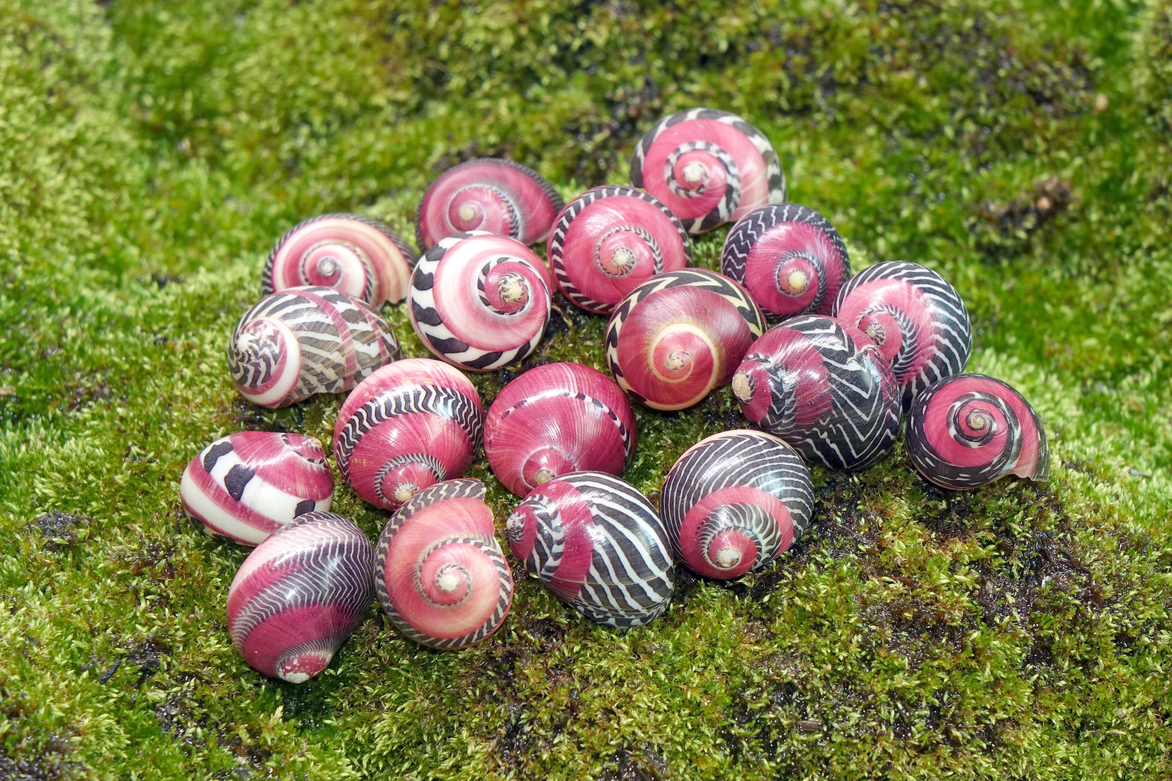 The Red Racer Nerite (Vittina waigiensis), the world most beautiful snail with vibrant colors and mesmerizing patterns. Native to Philippines