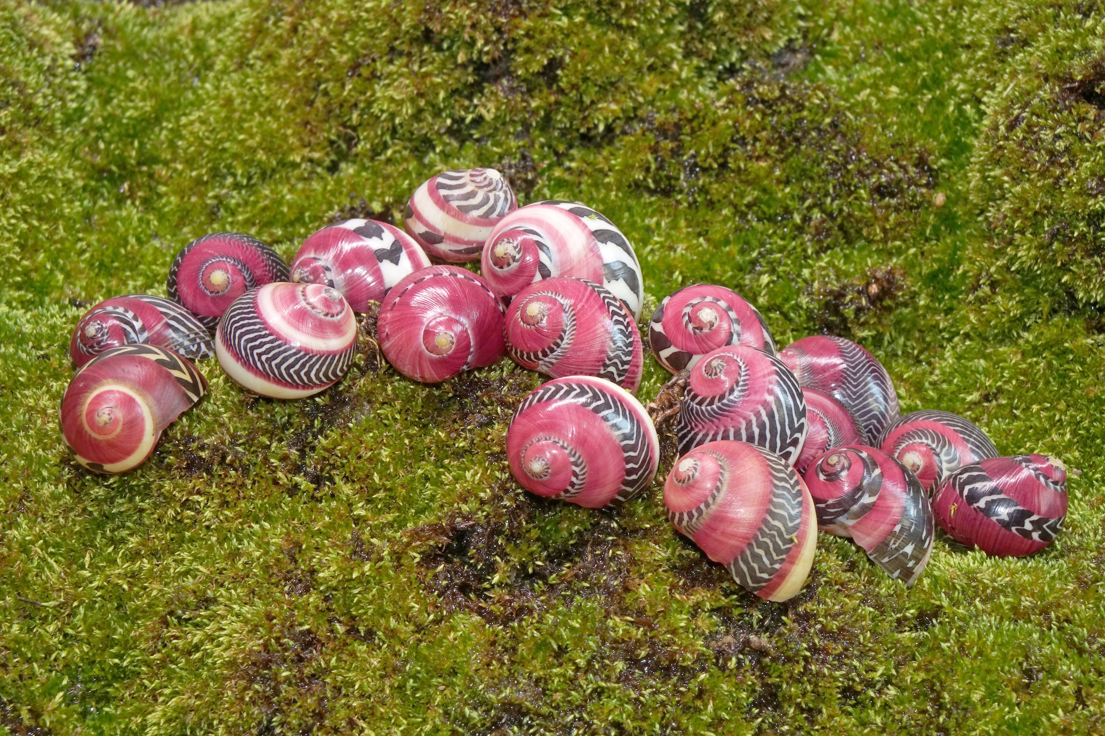 The Red Racer Nerite (Vittina waigiensis), the world most beautiful snail with vibrant colors and mesmerizing patterns. Native to Philippines