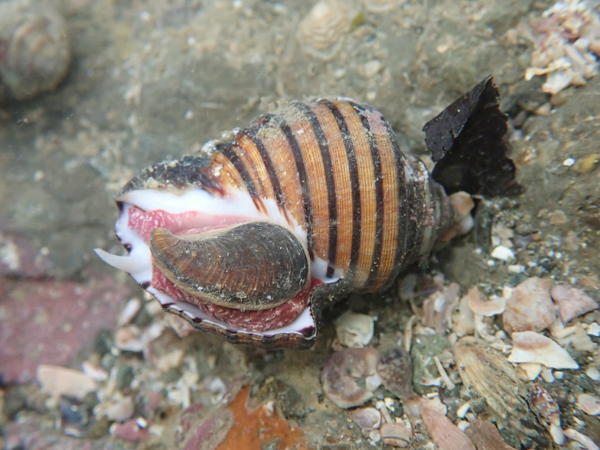 Thorn Latirus (Opeatostoma pseudodon)