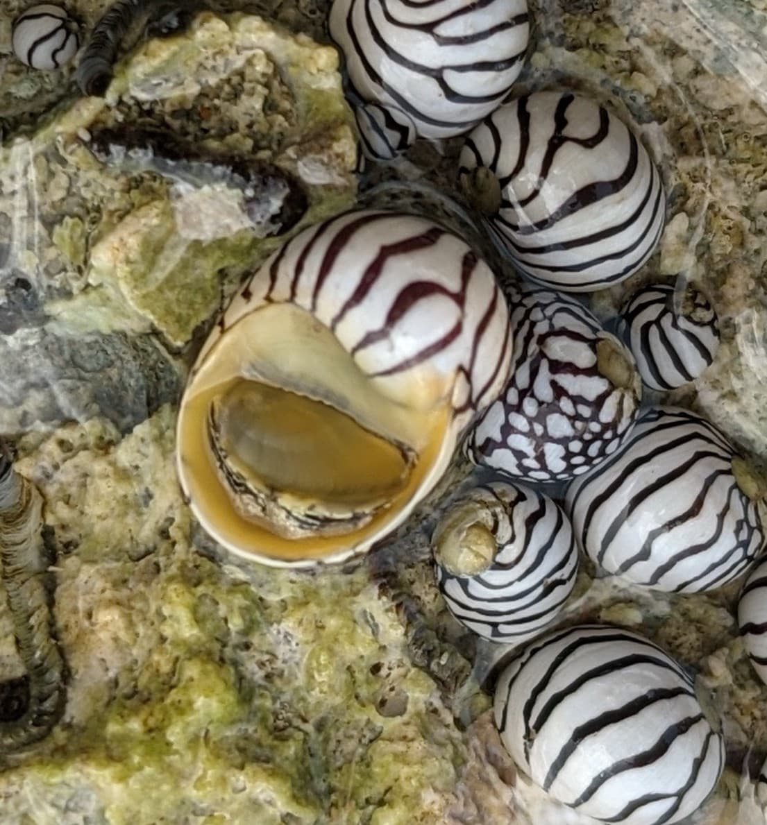 Zebra Nerites (Puperita pupa)