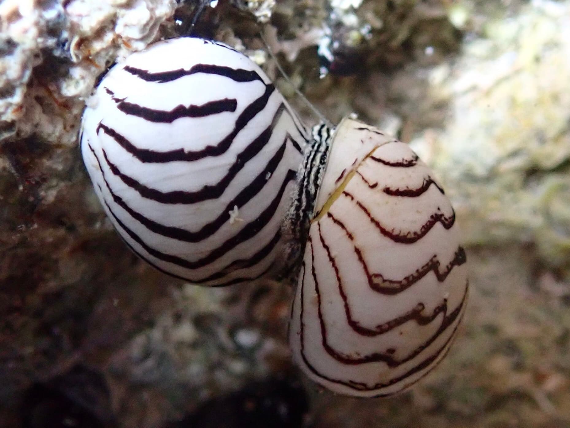 Zebra Nerites (Puperita pupa)