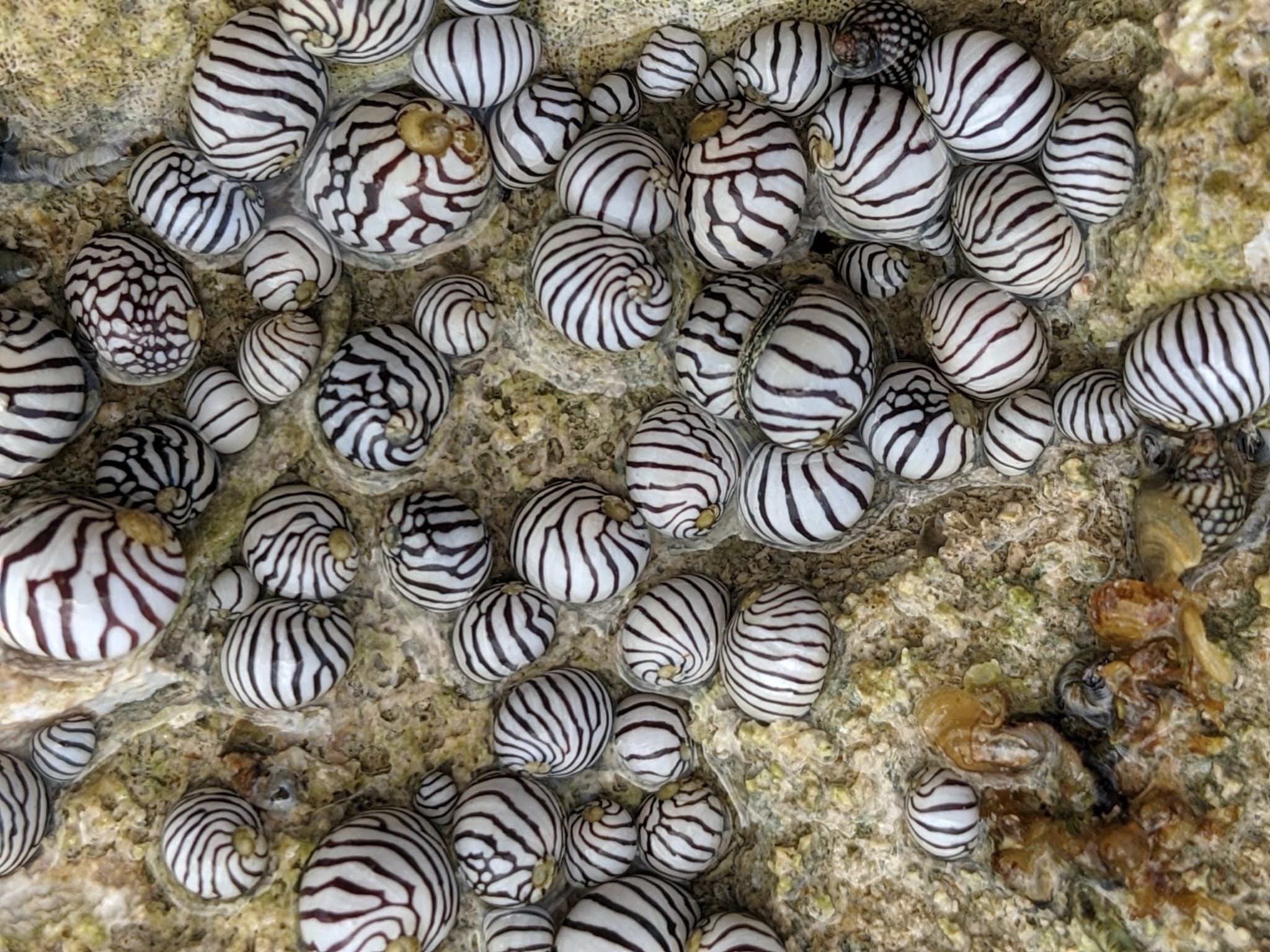 Zebra Nerites (Puperita pupa)