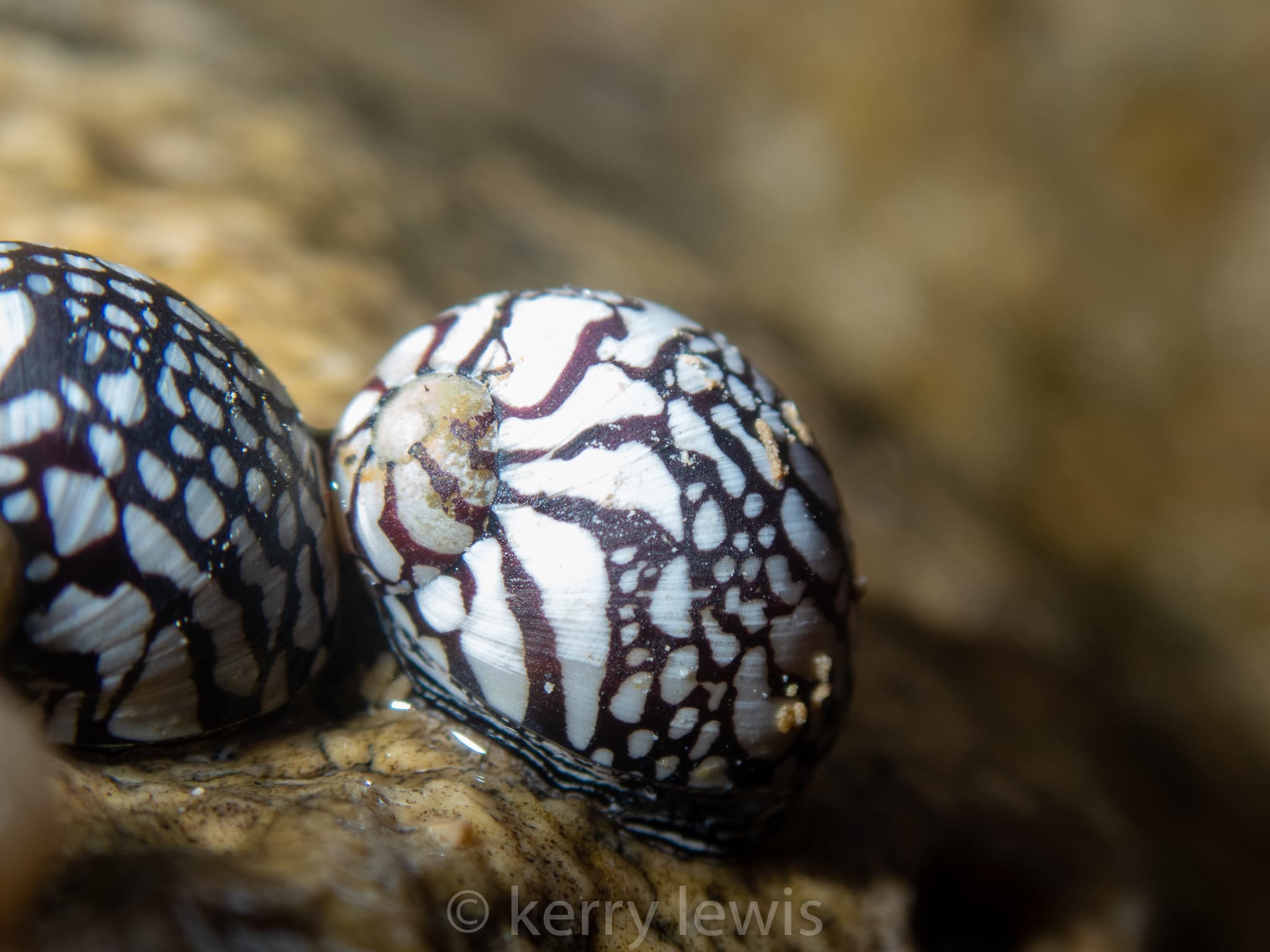 Zebra Nerites (Puperita pupa)