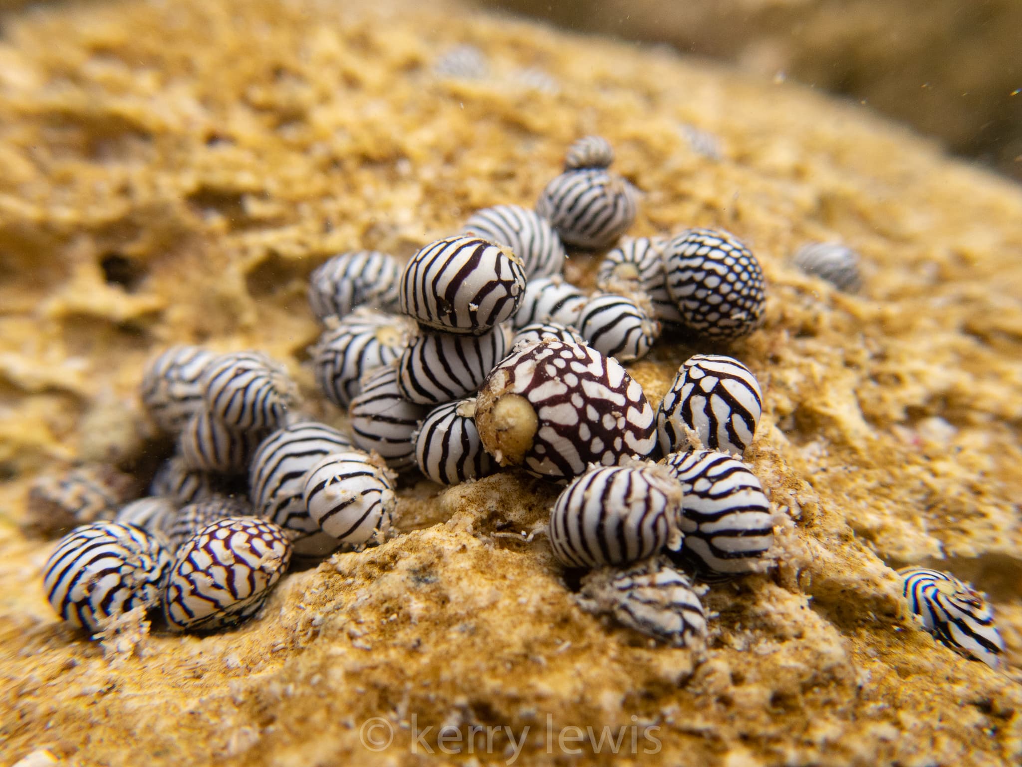 Zebra Nerites (Puperita pupa)