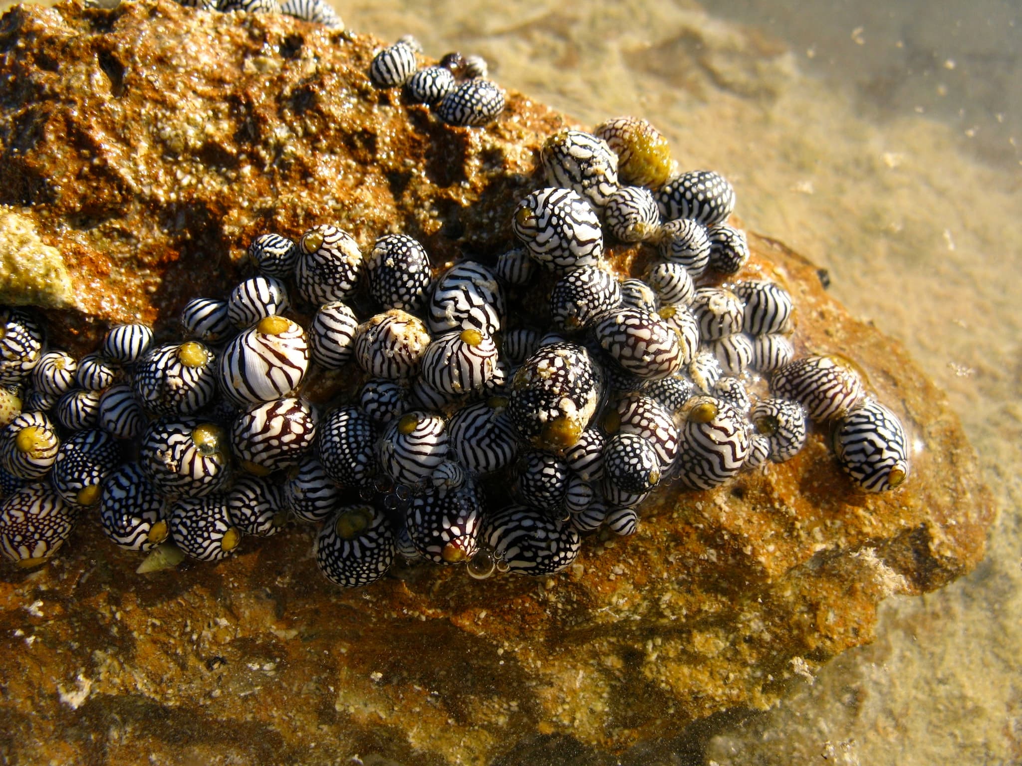 Zebra Nerites (Puperita pupa)