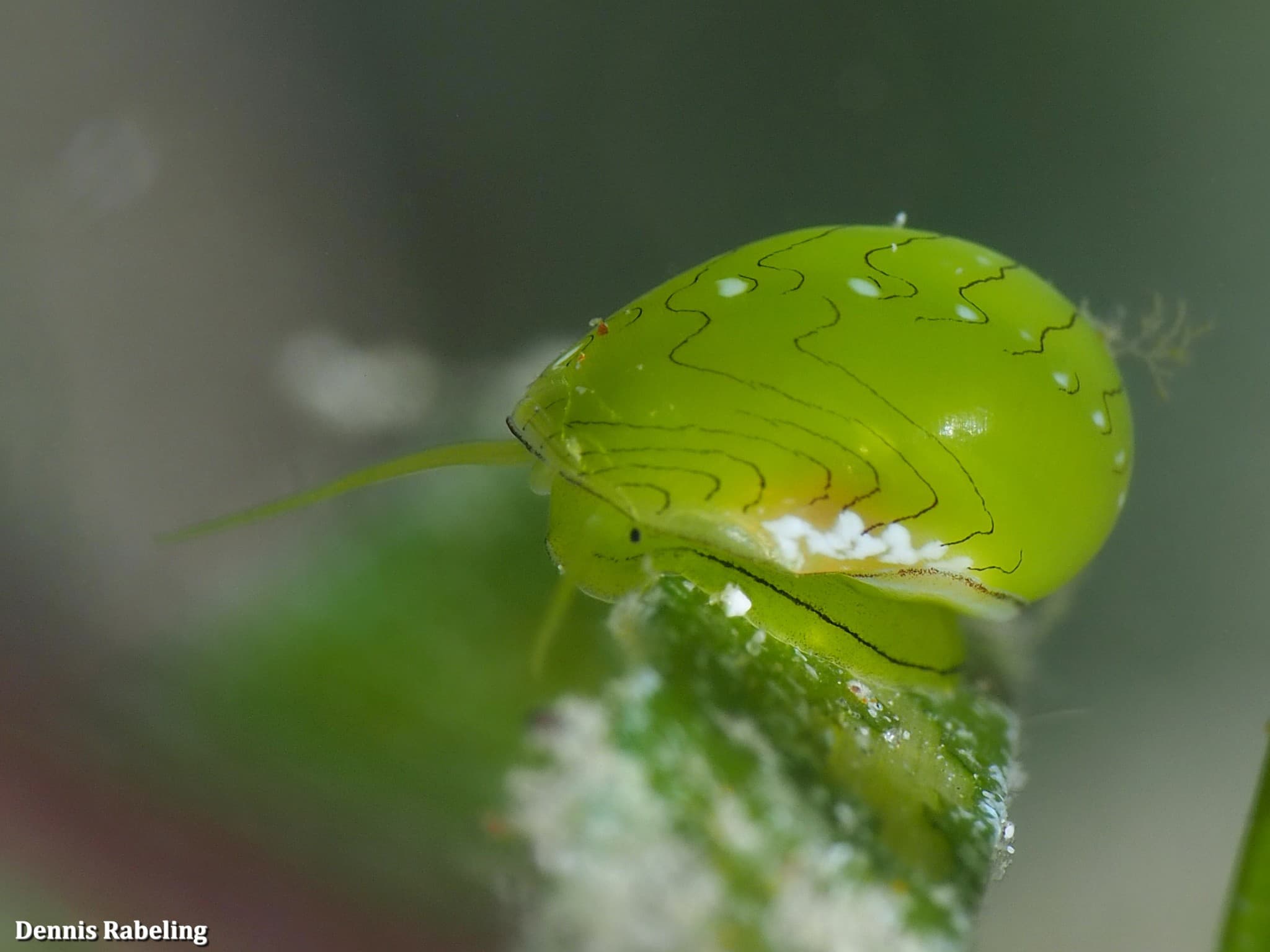 Emerald Nerite (Smaragdia viridis)