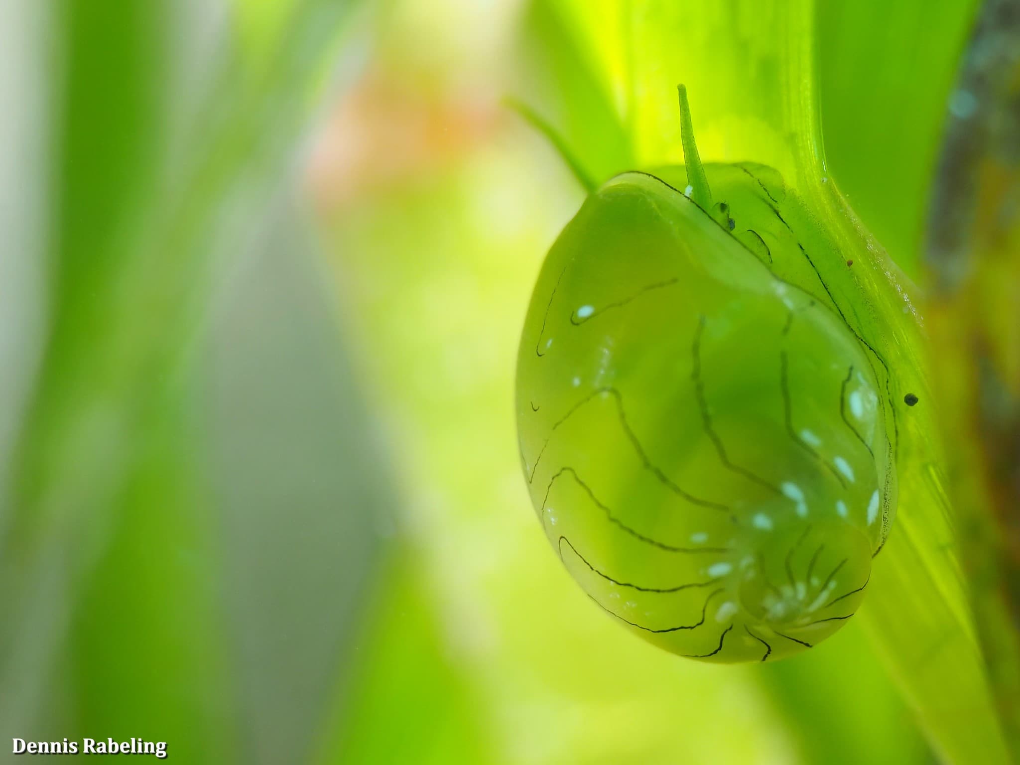 Emerald Nerite (Smaragdia viridis)