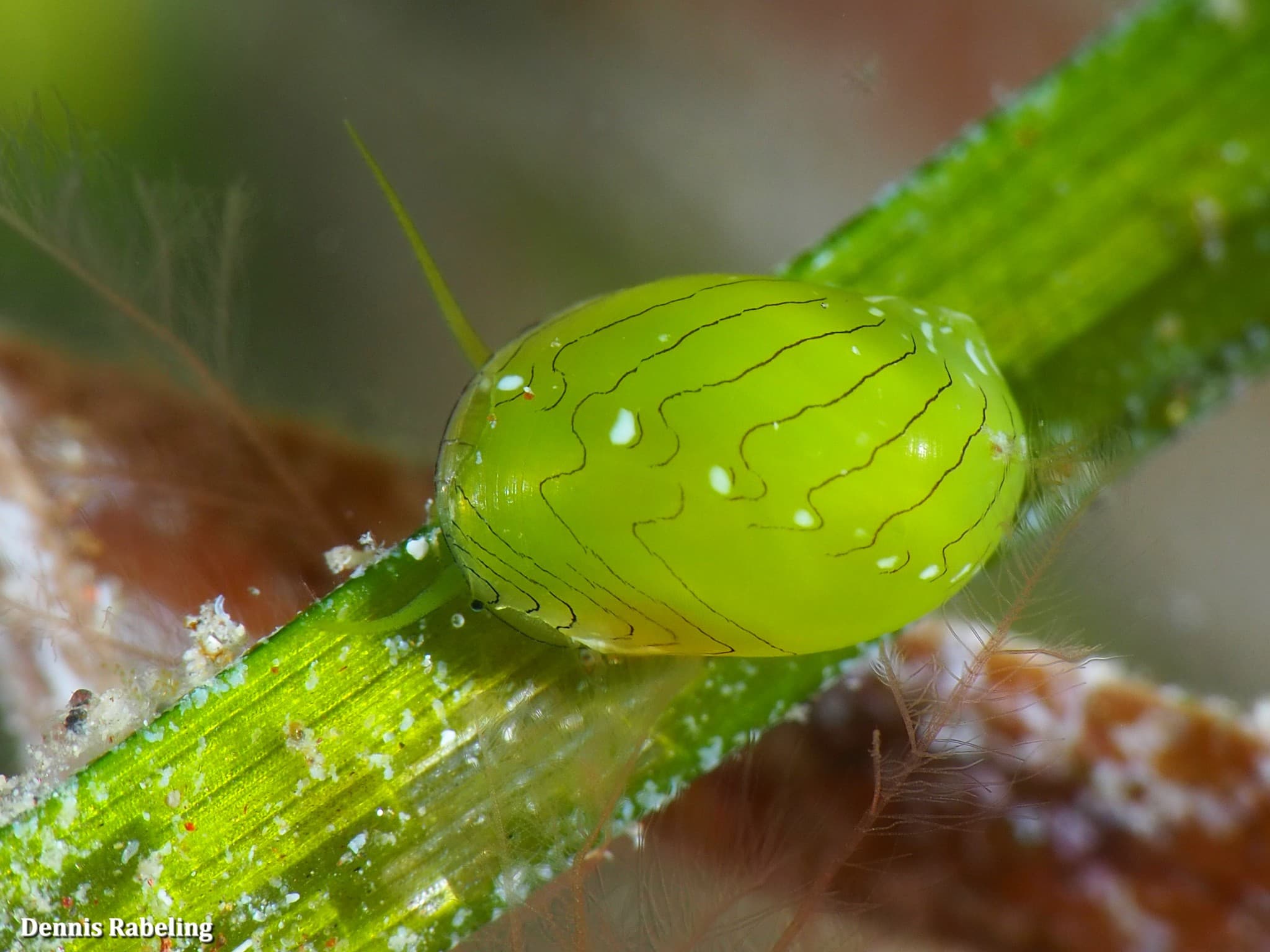 Emerald Nerite (Smaragdia viridis)