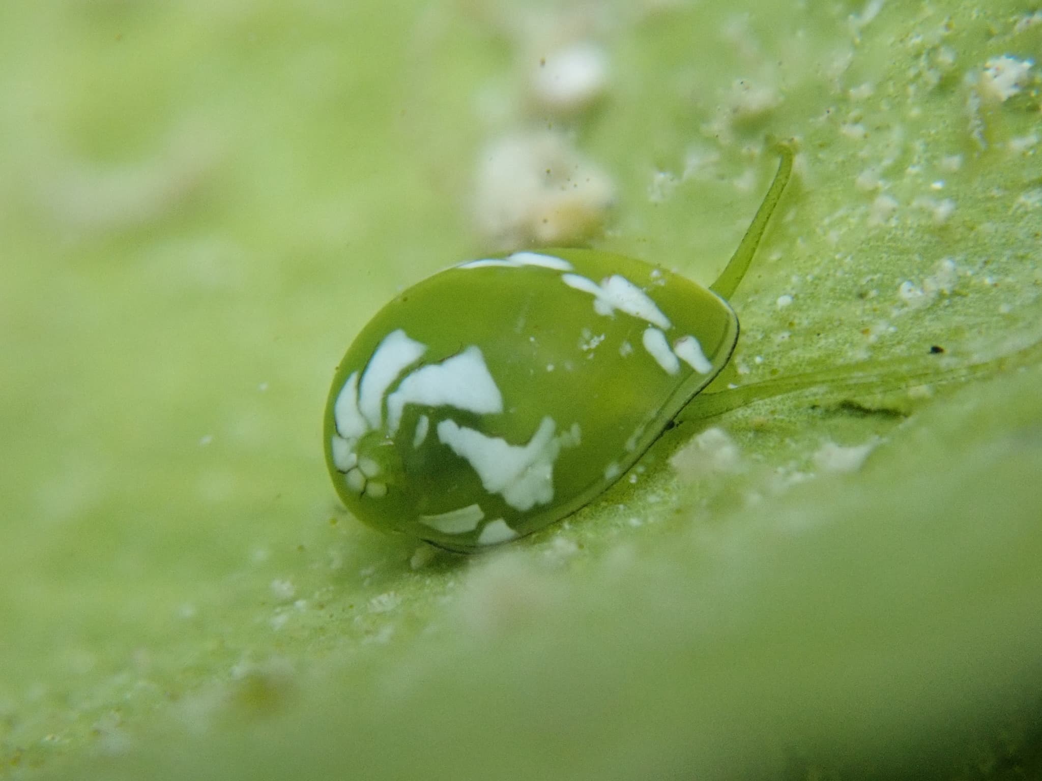 Emerald Nerite (Smaragdia viridis)