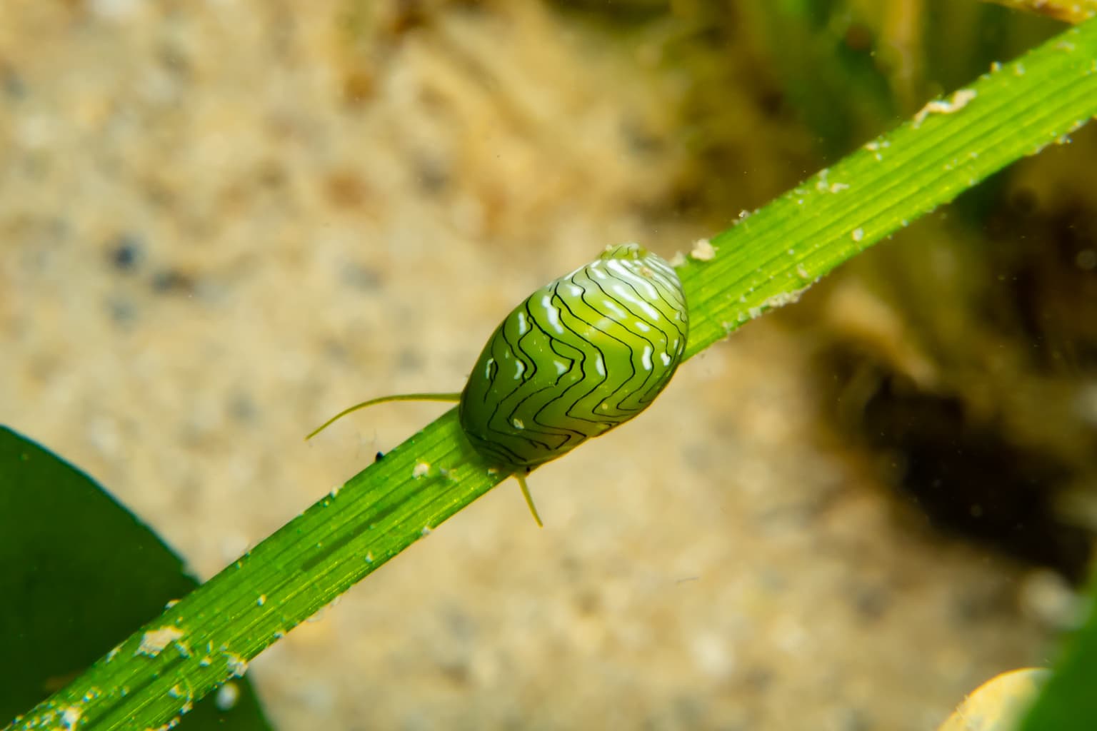 Emerald Nerite (Smaragdia viridis)