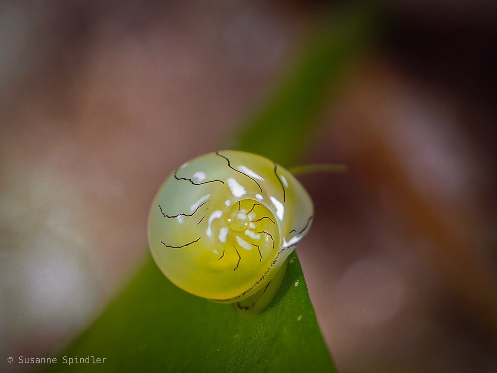 Emerald Nerite (Smaragdia viridis)