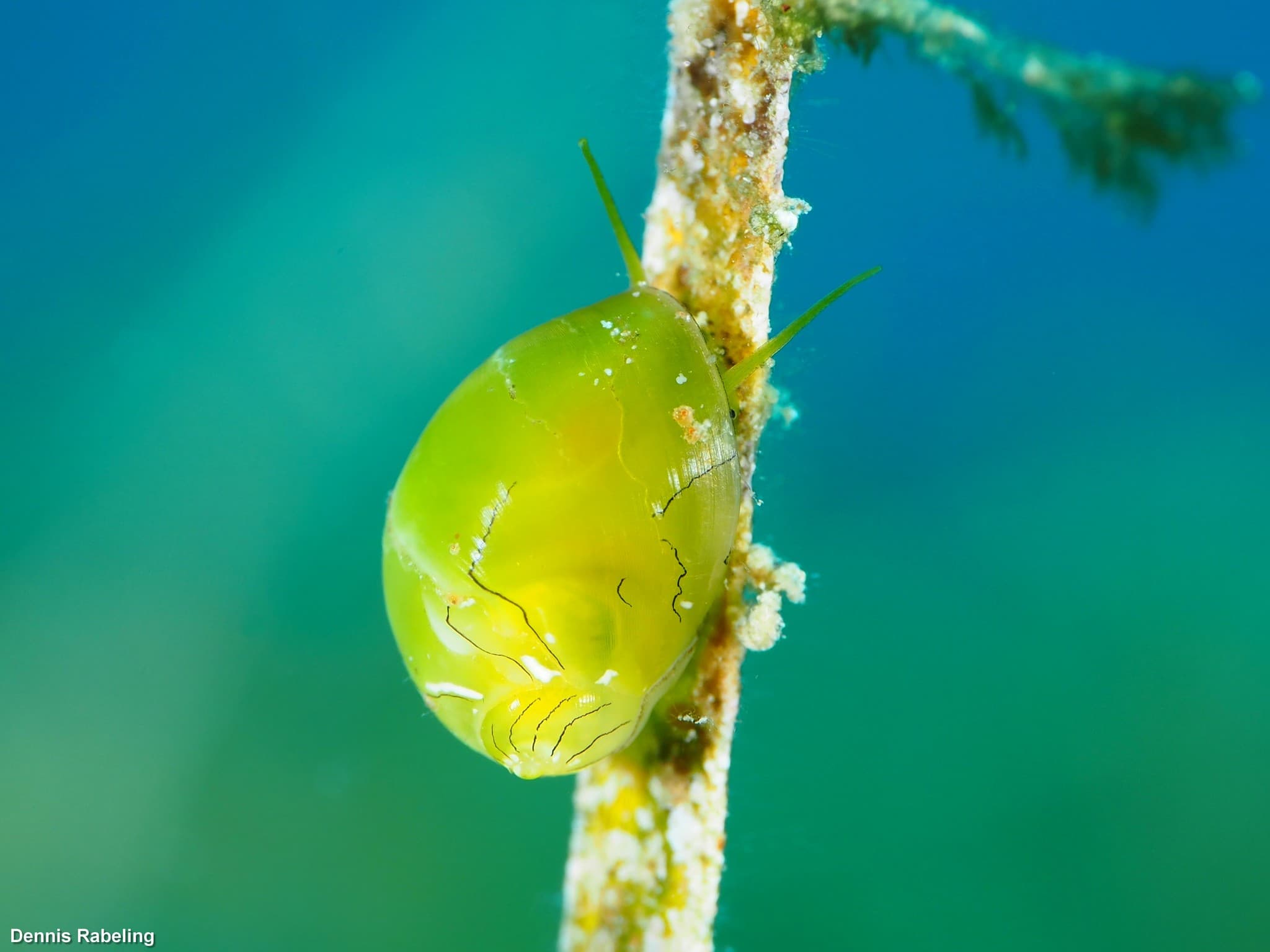 Emerald Nerite (Smaragdia viridis)