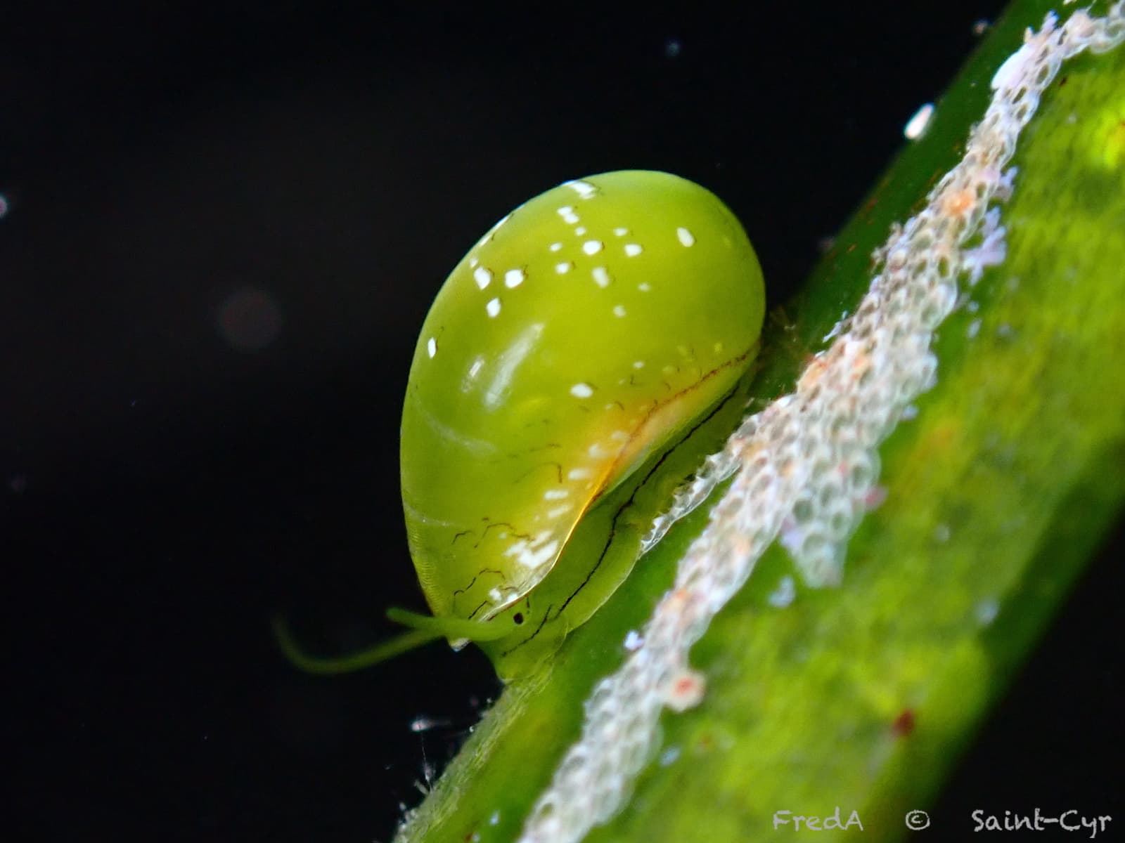 Emerald Nerite (Smaragdia viridis)