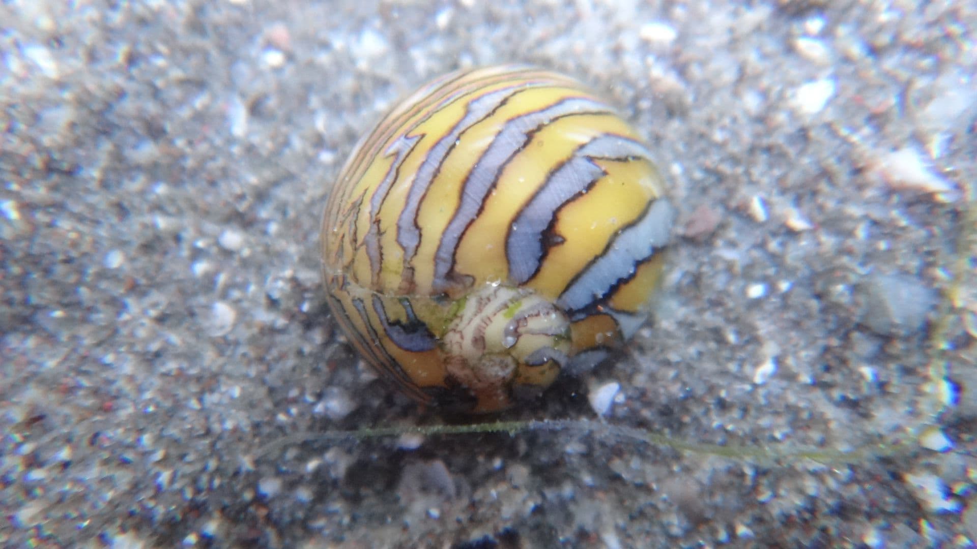 Yellow-striped Nerite (Vitta luteofasciata)