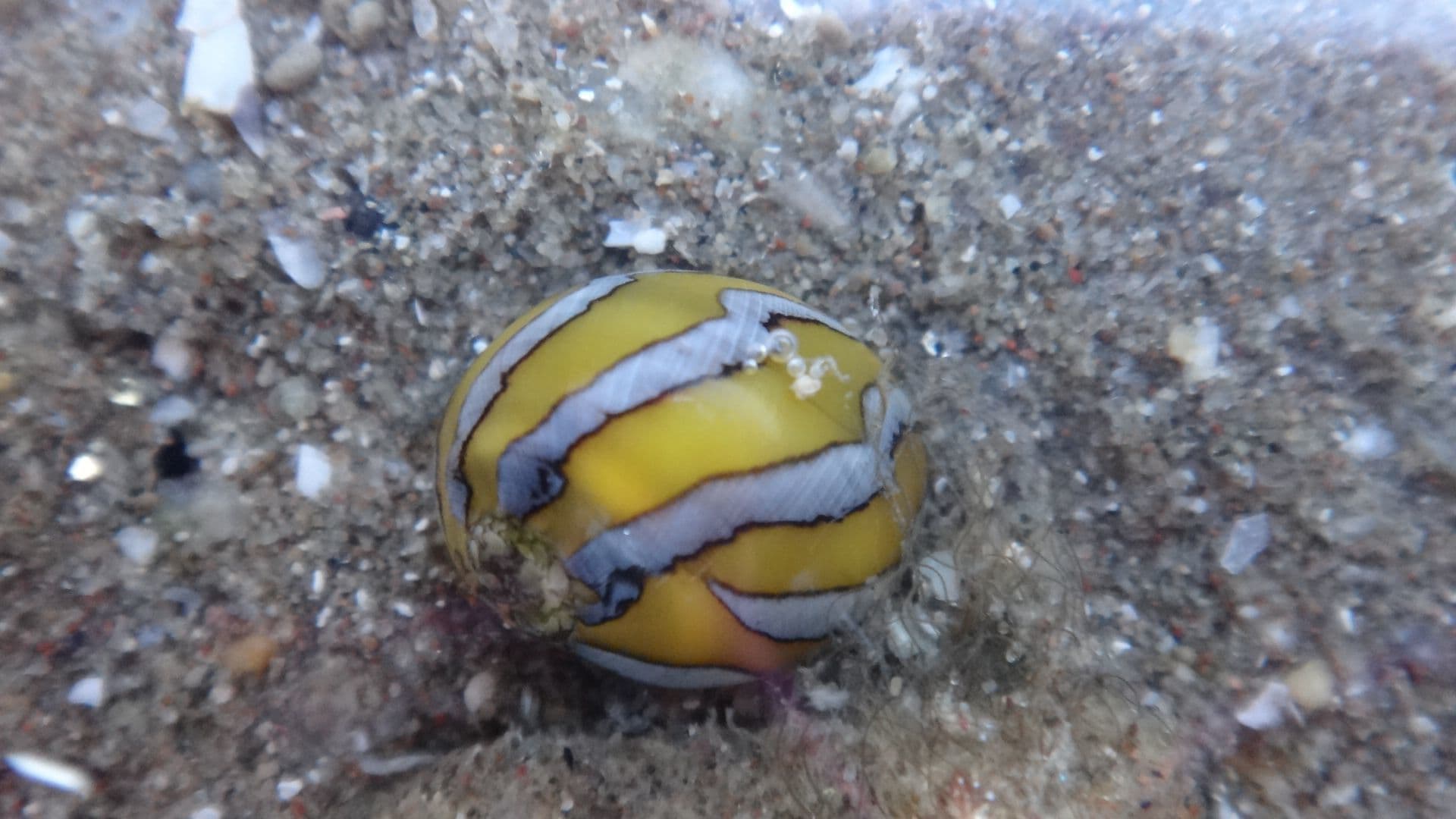 Yellow-striped Nerite (Vitta luteofasciata)