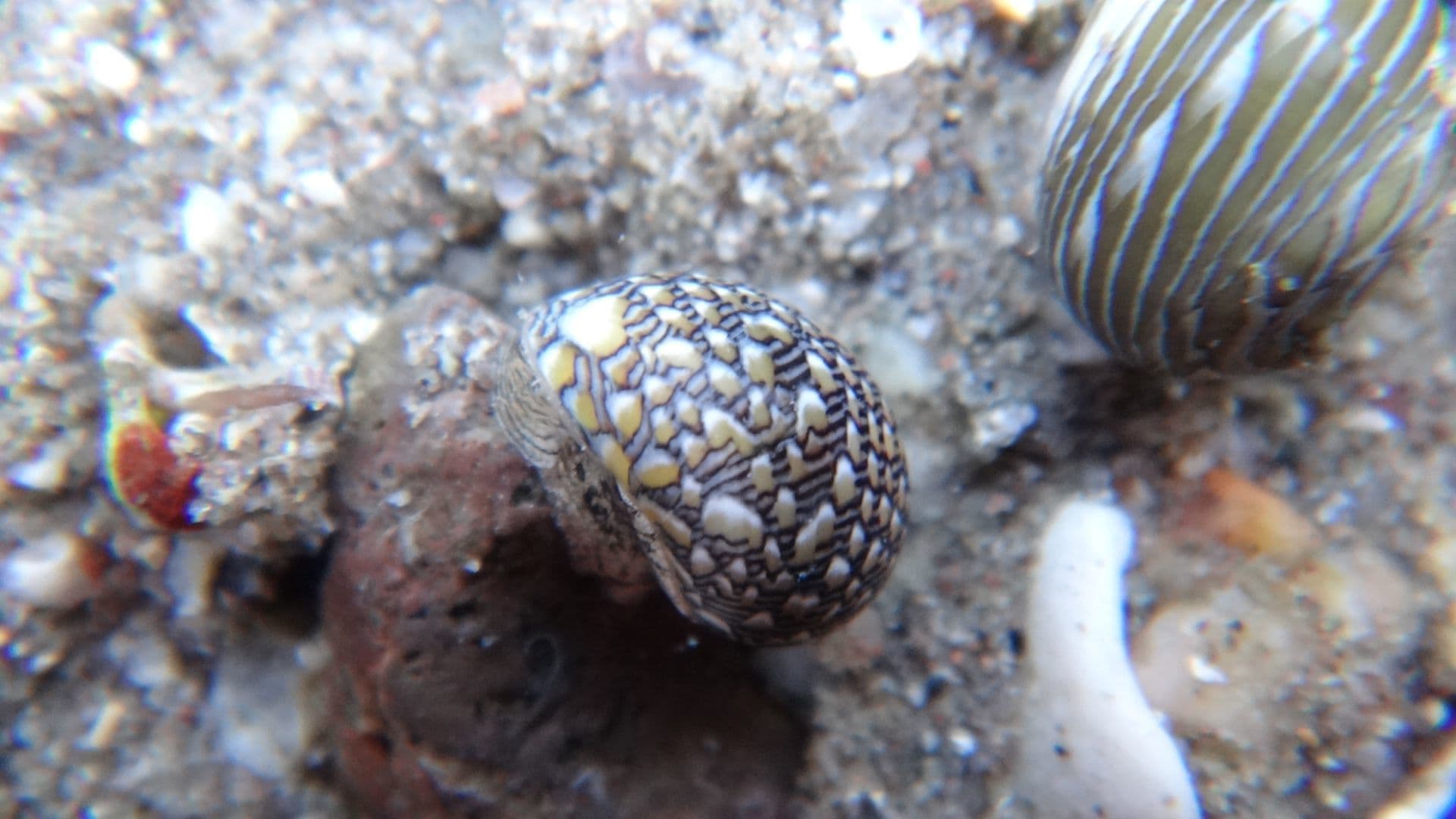 Yellow-striped Nerite (Vitta luteofasciata)