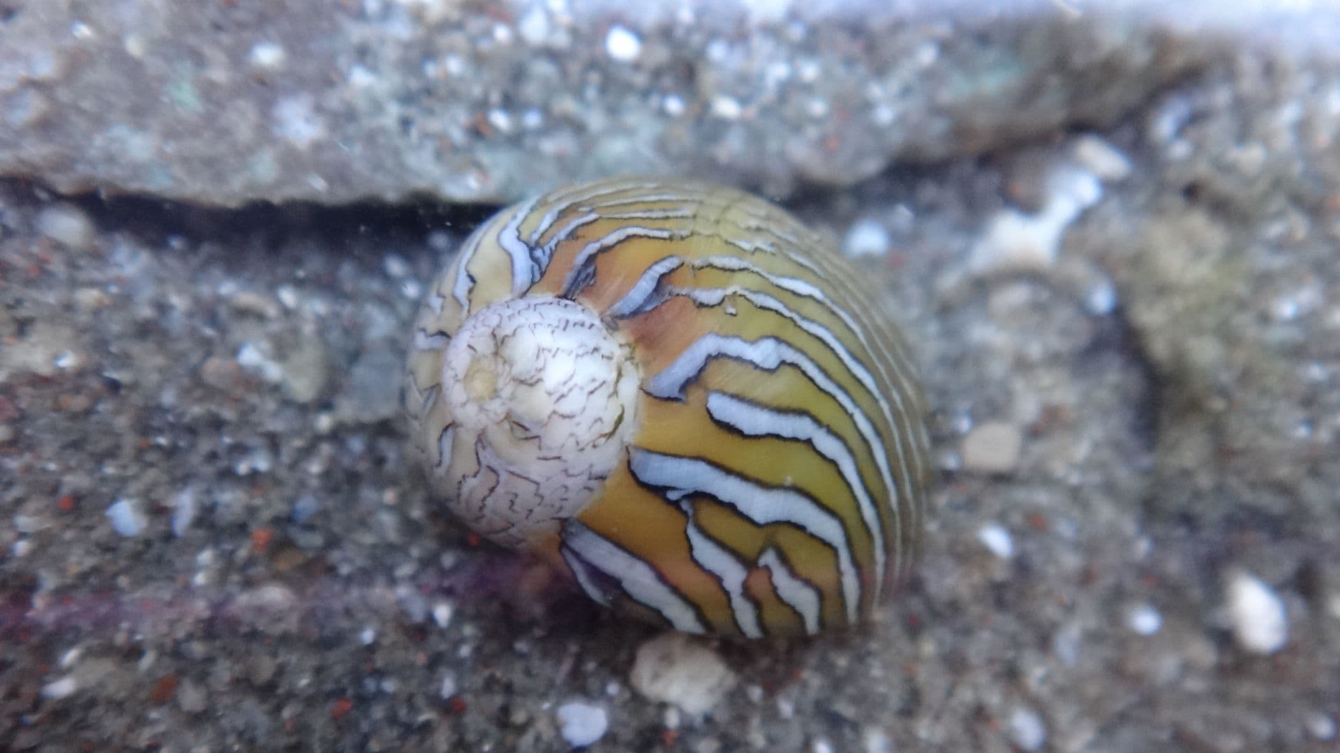 Yellow-striped Nerite (Vitta luteofasciata)