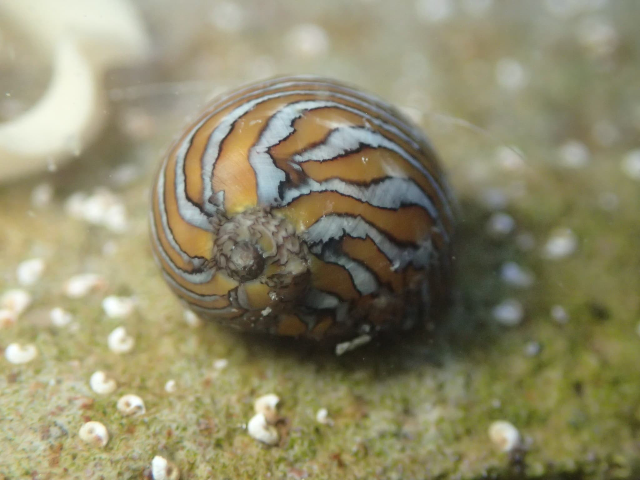 Yellow-striped Nerite (Vitta luteofasciata)