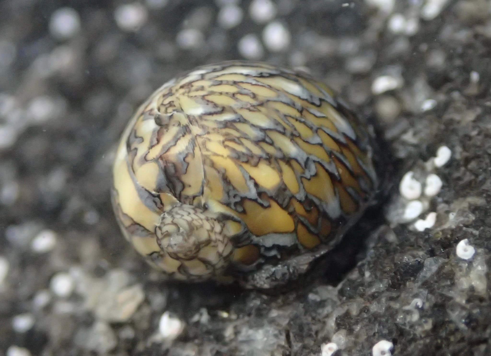 Yellow-striped Nerite (Vitta luteofasciata)