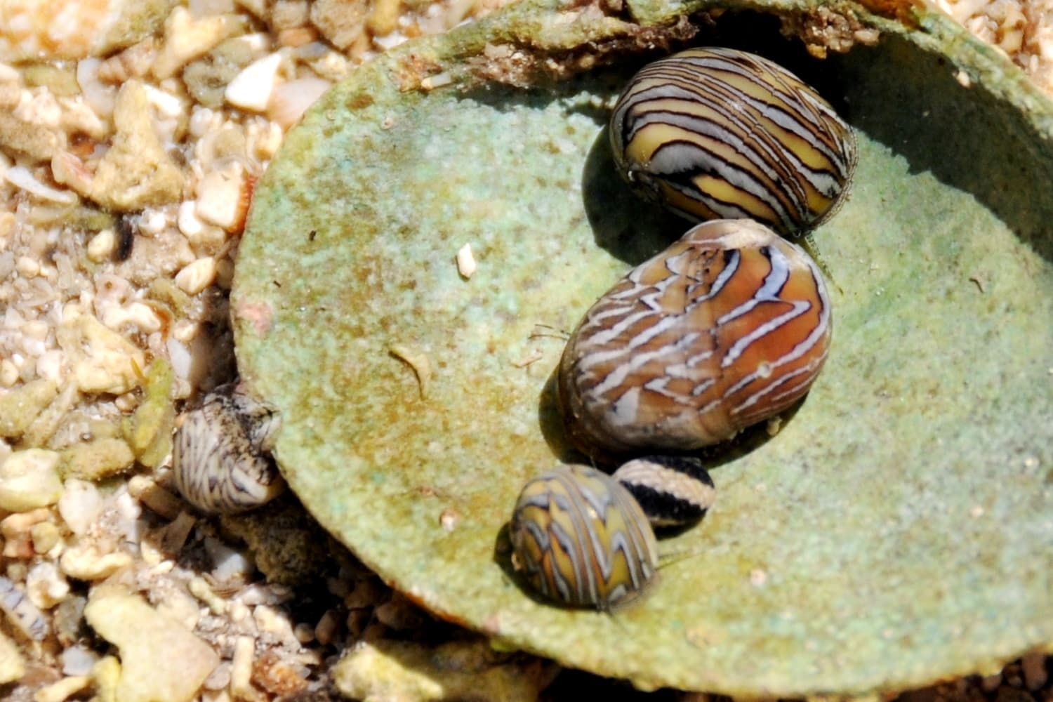 Yellow-striped Nerites (Vitta luteofasciata)