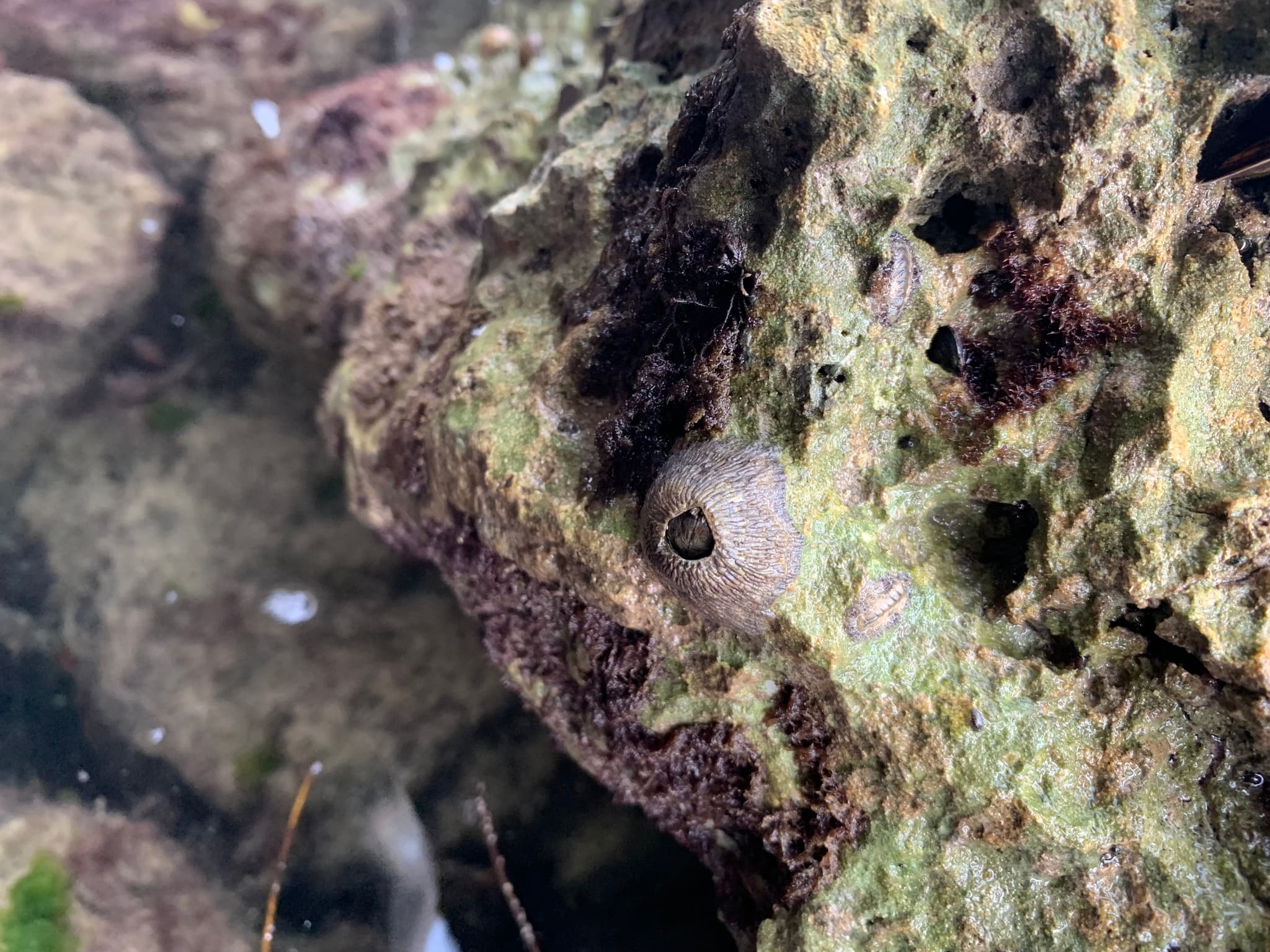 Ribbed Barnacles (Tetraclita stalactifera)