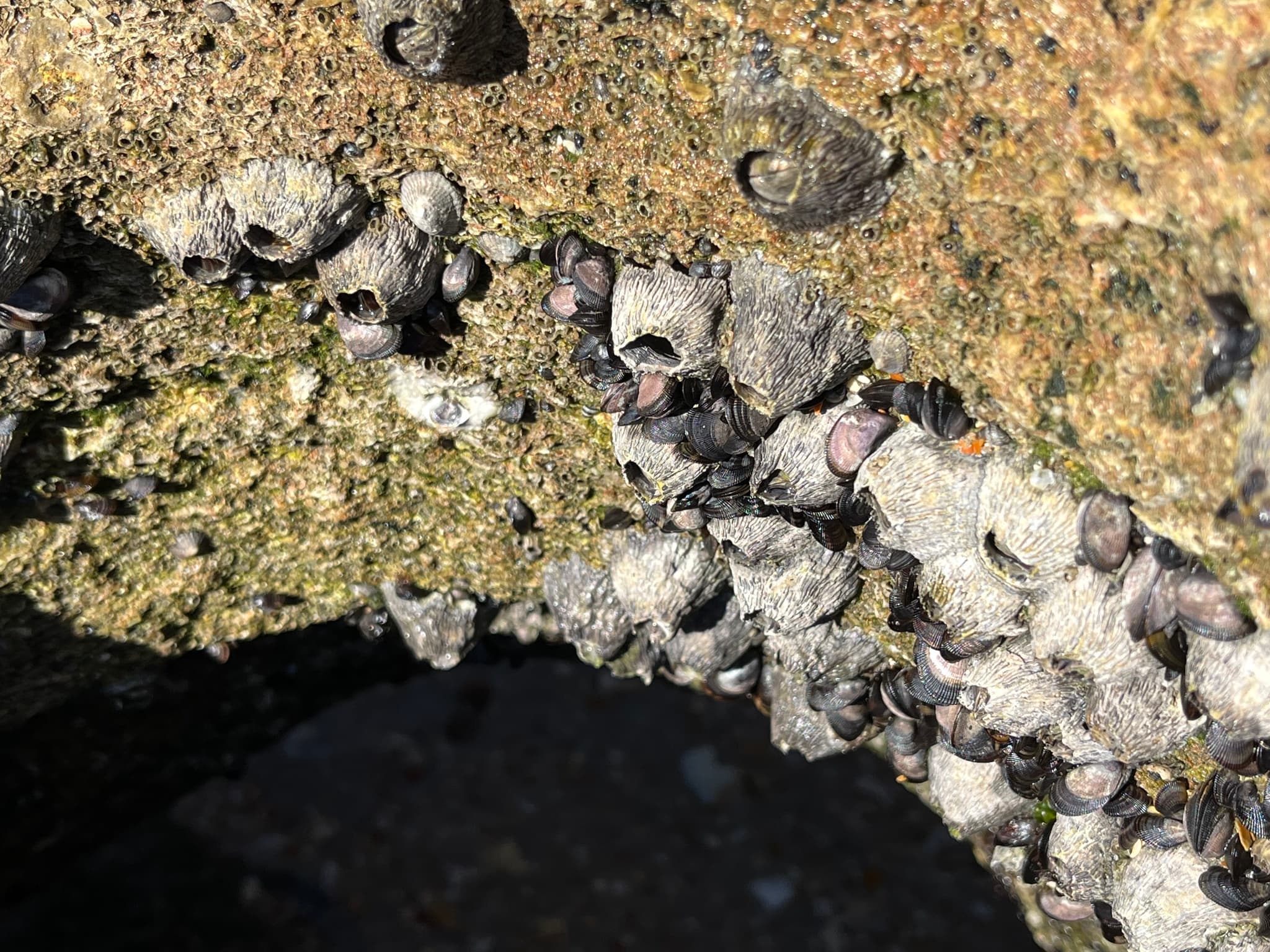 Ribbed Barnacles (Tetraclita stalactifera)