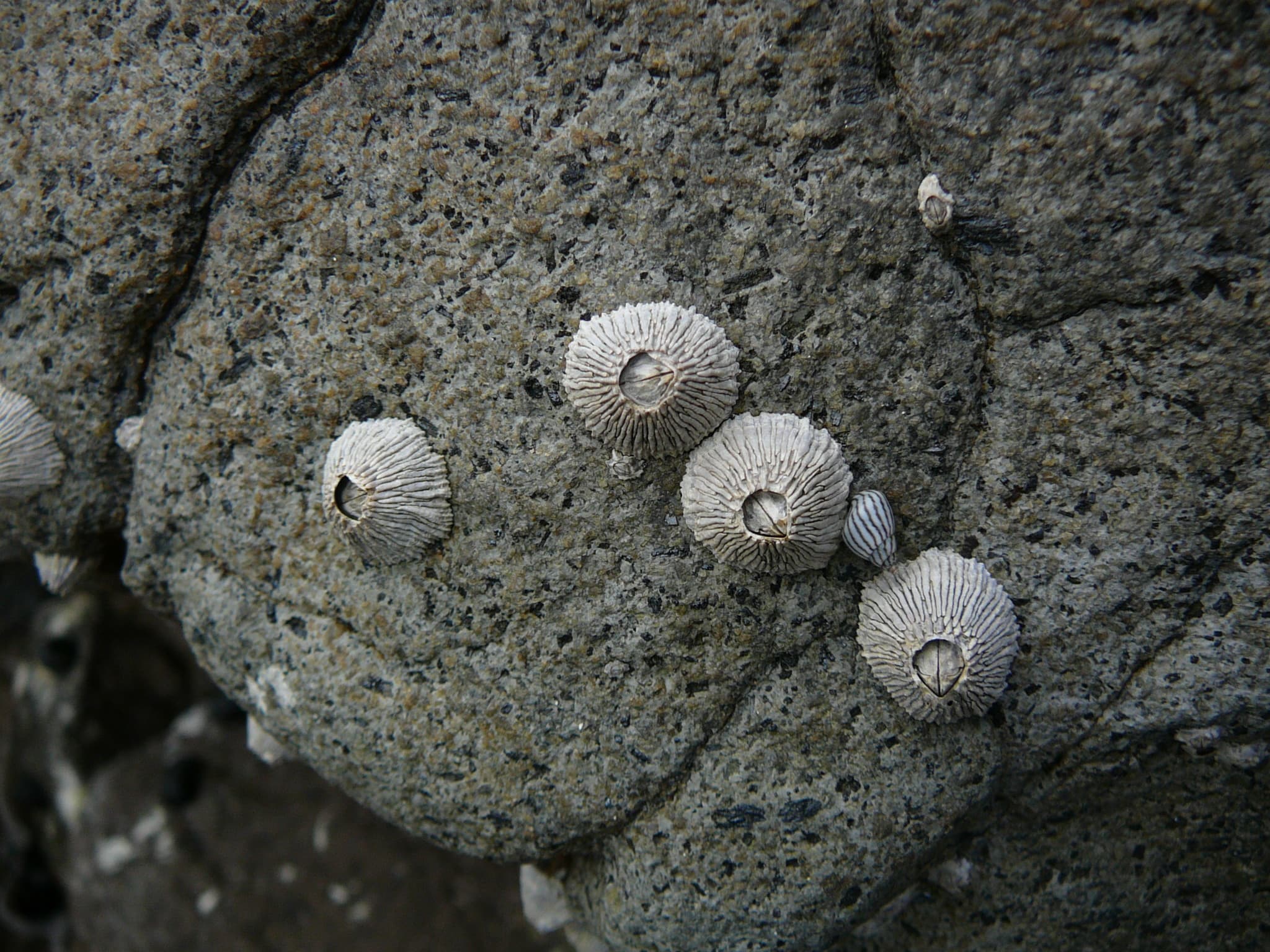 Ribbed Barnacles (Tetraclita stalactifera)