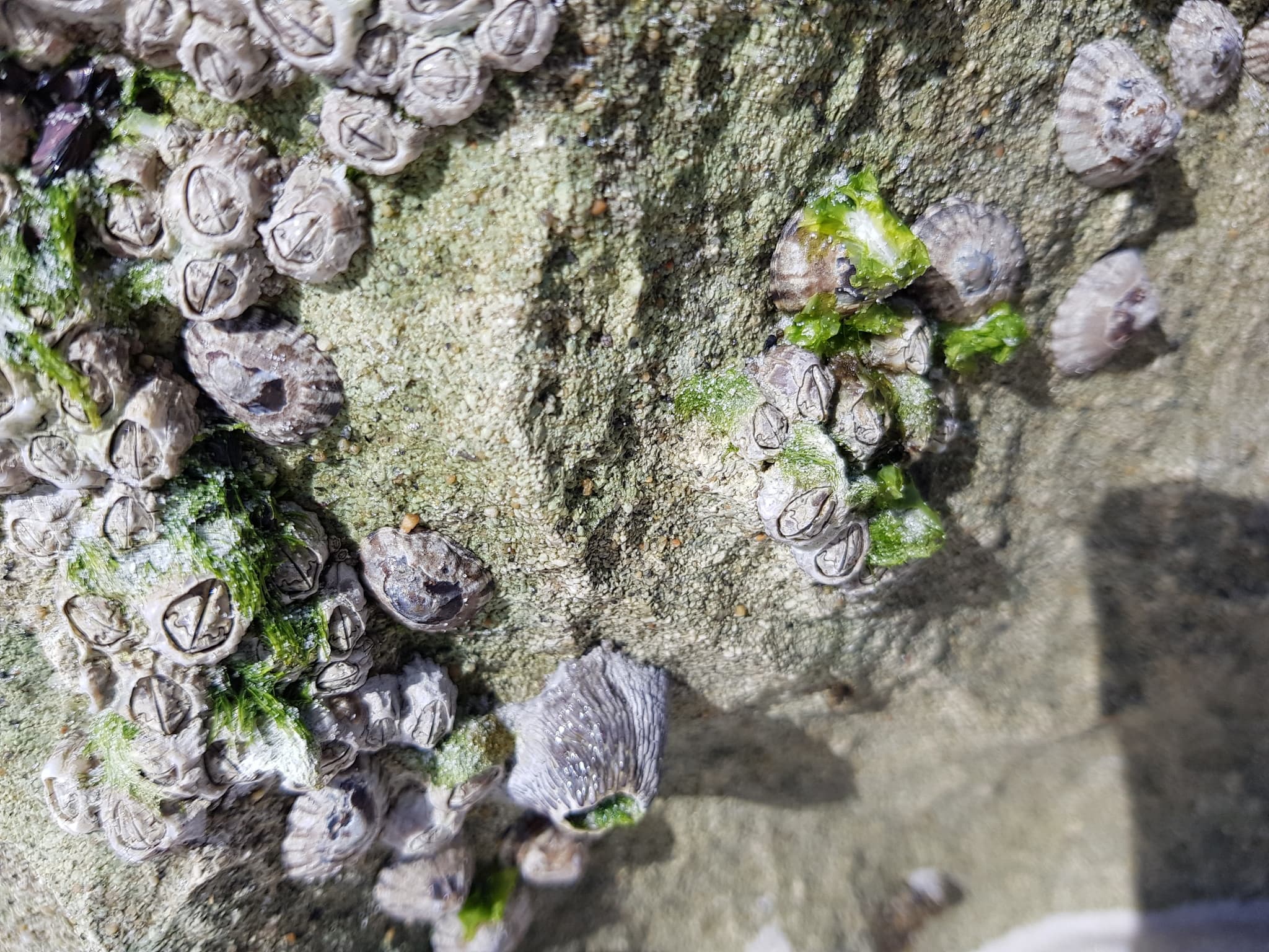 Ribbed Barnacles (Tetraclita stalactifera)