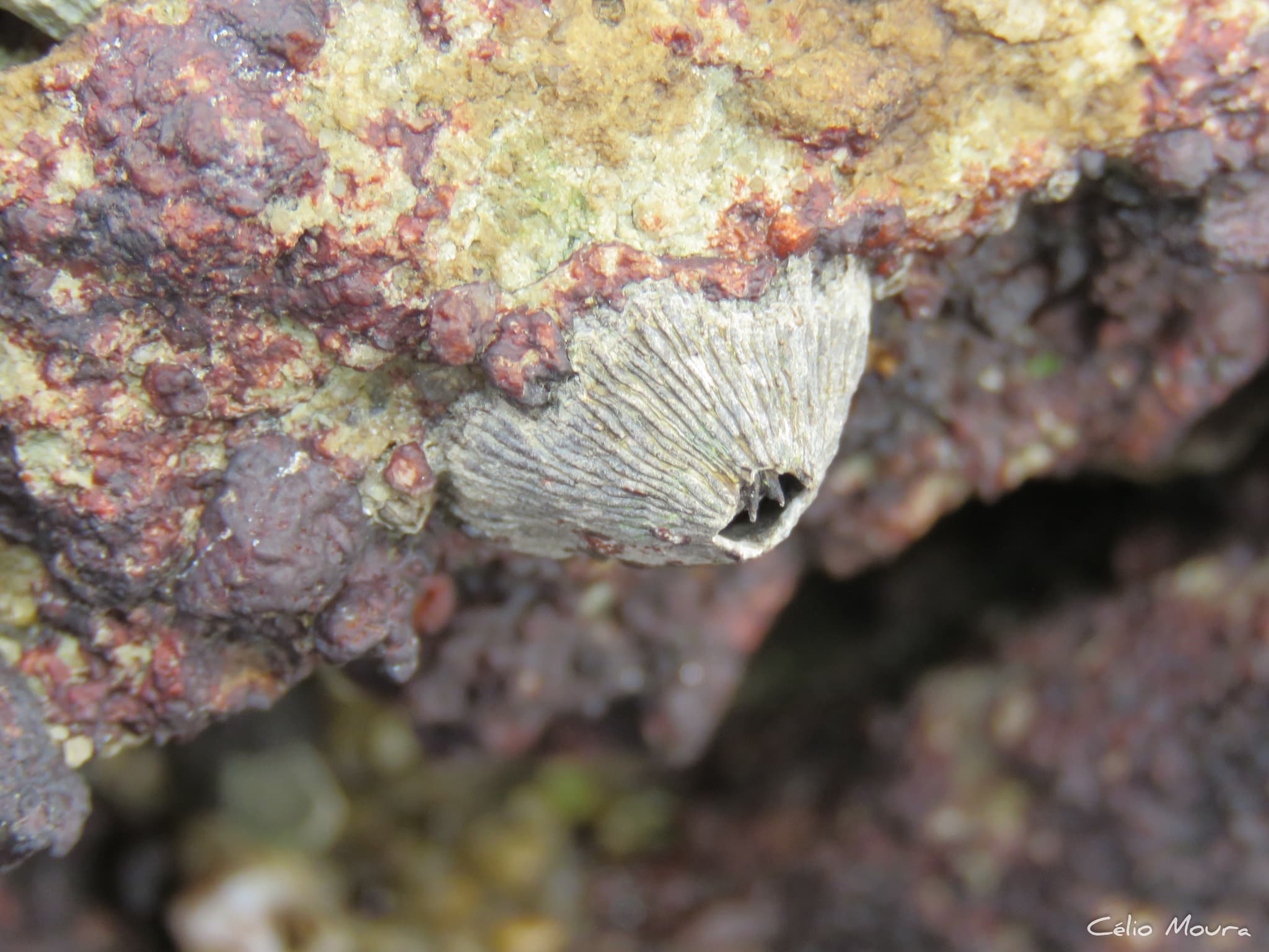 Ribbed Barnacles (Tetraclita stalactifera)