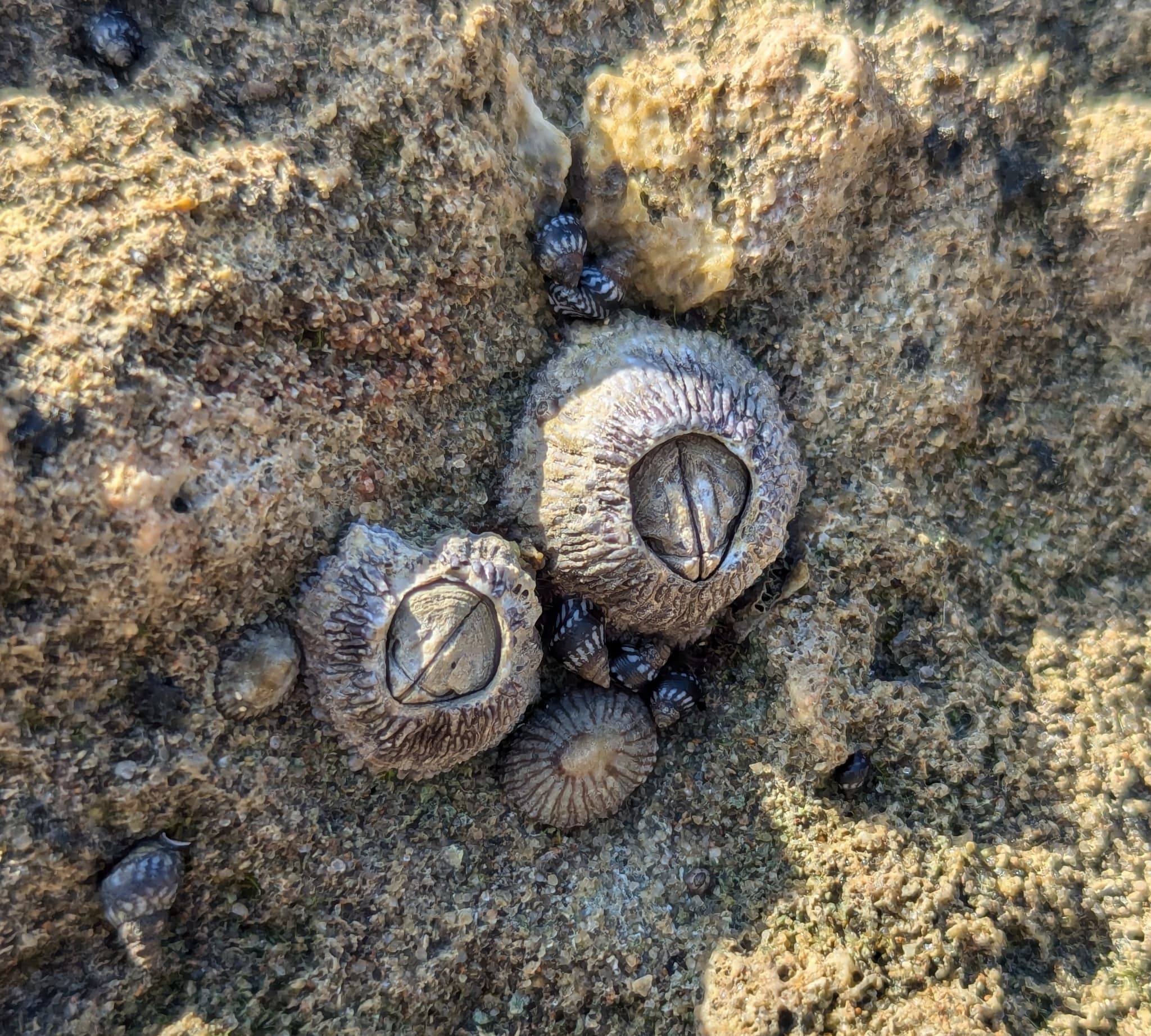 Ribbed Barnacles (Tetraclita stalactifera)