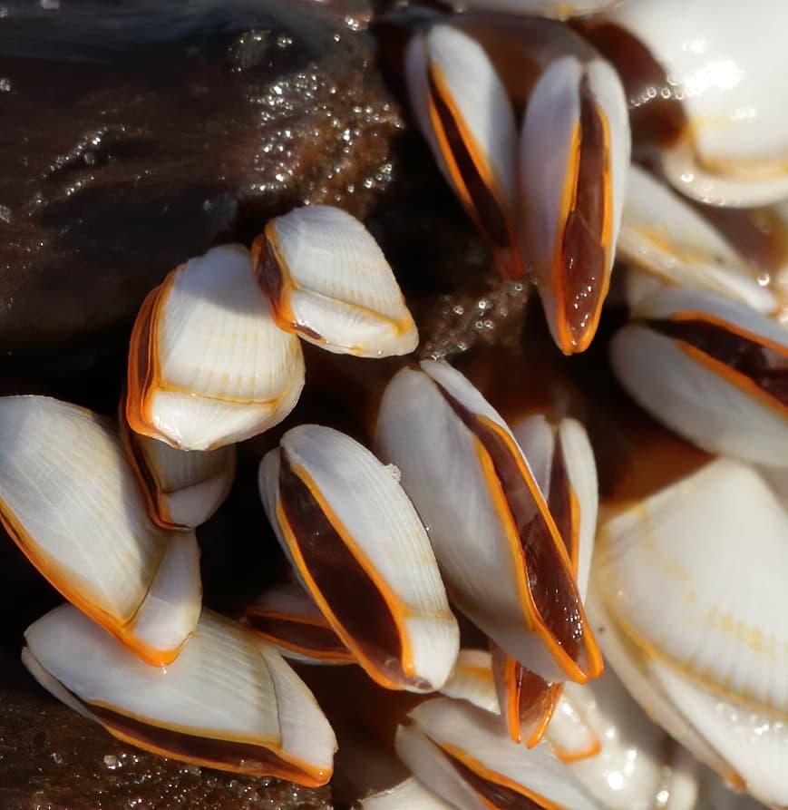 Goose Barnacles (Lepas anserifera)