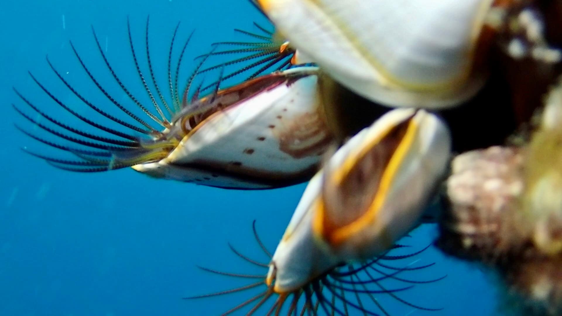 Goose Barnacles (Lepas anserifera)