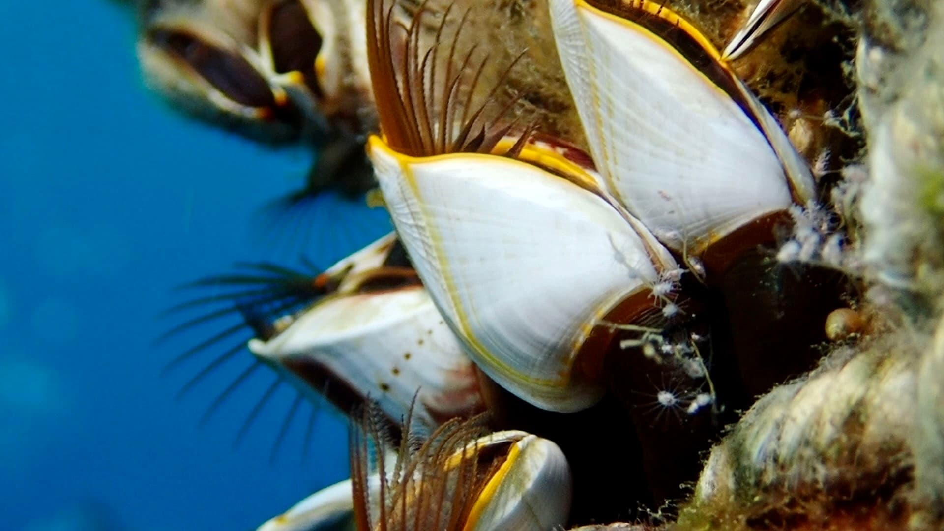 Goose Barnacles (Lepas anserifera)