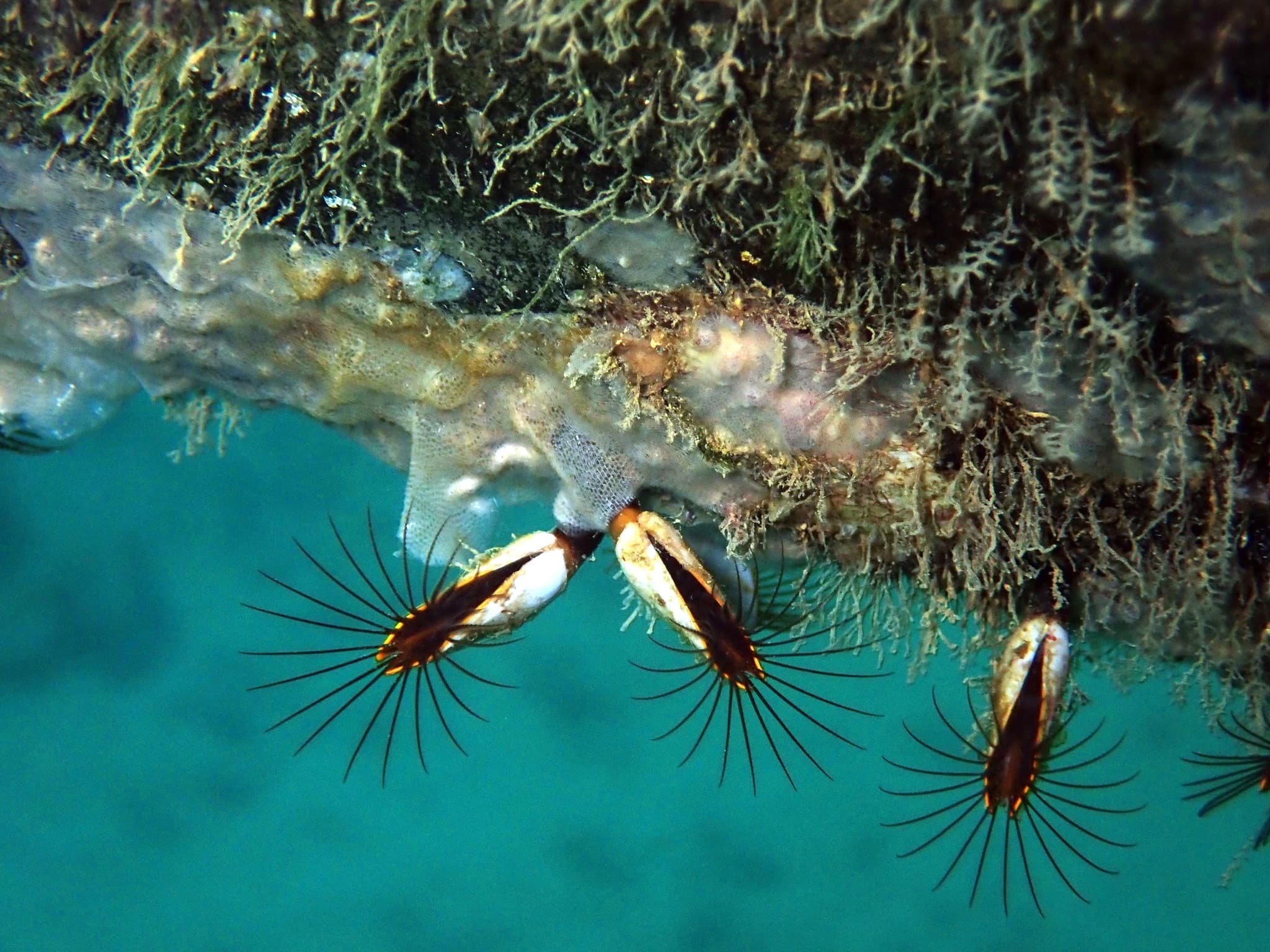 Goose Barnacles (Lepas anserifera)