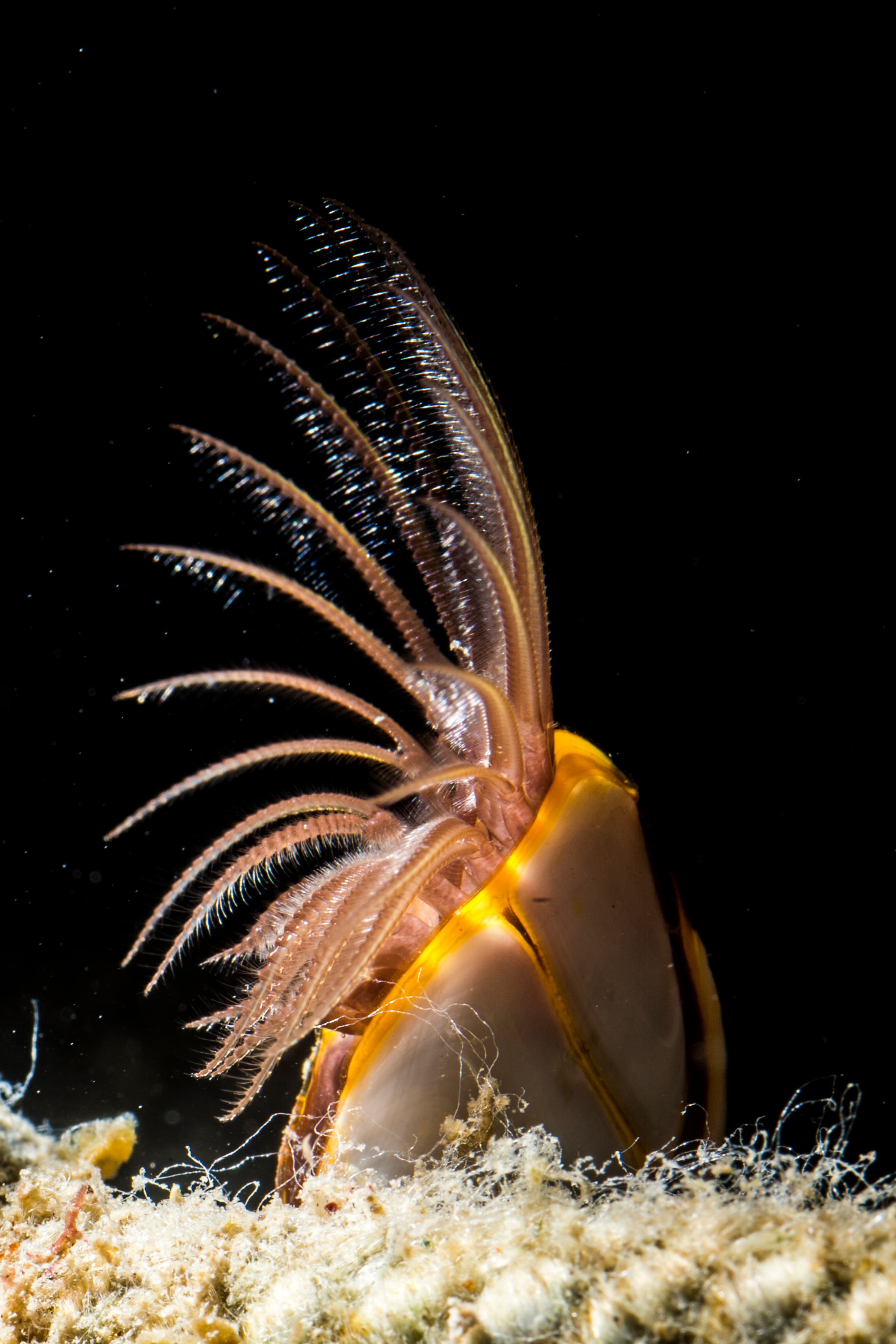 Goose Barnacles (Lepas anserifera)