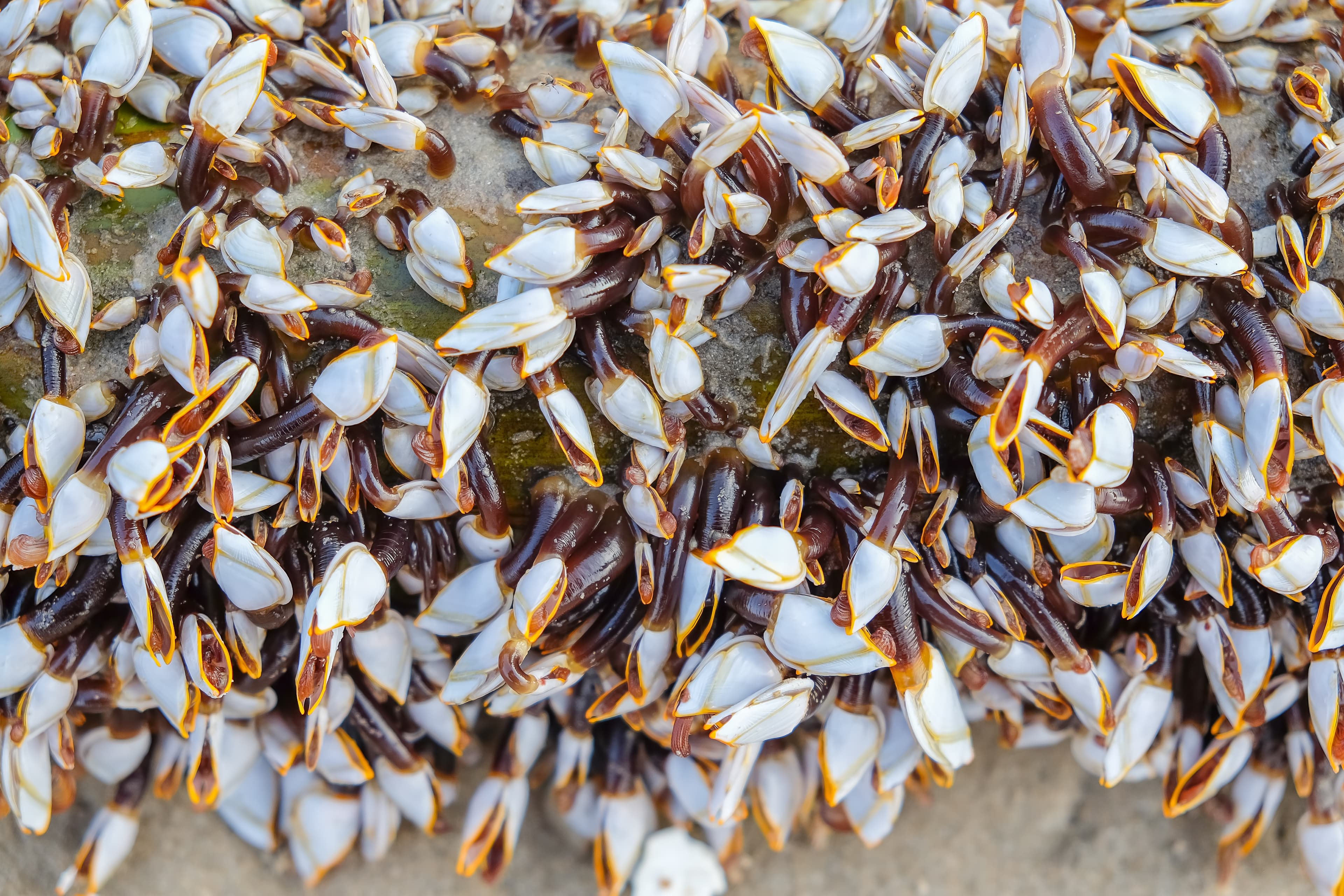 Goose Barnacles (Lepas anserifera) on lumber