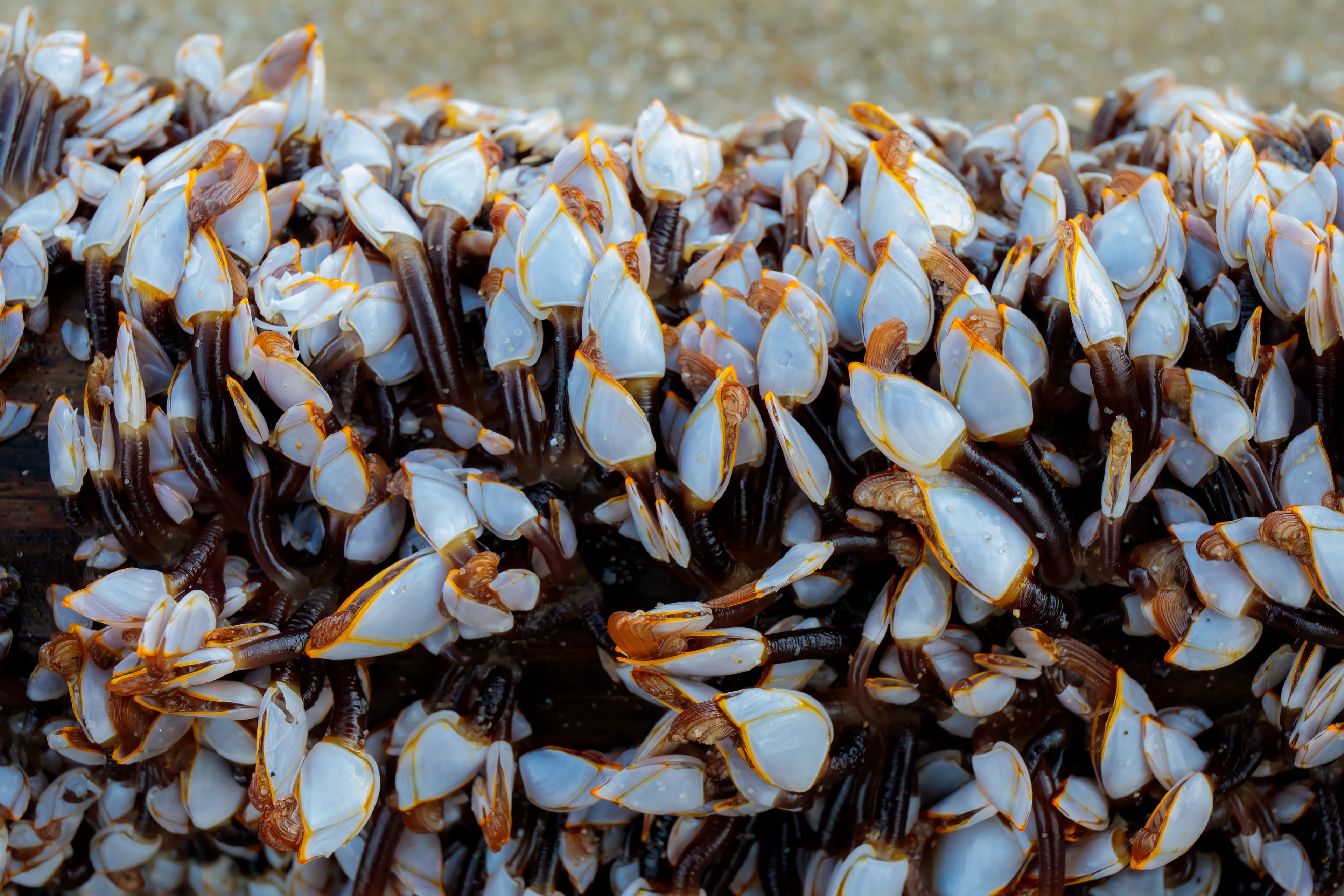 Goose Barnacles (Lepas anserifera)