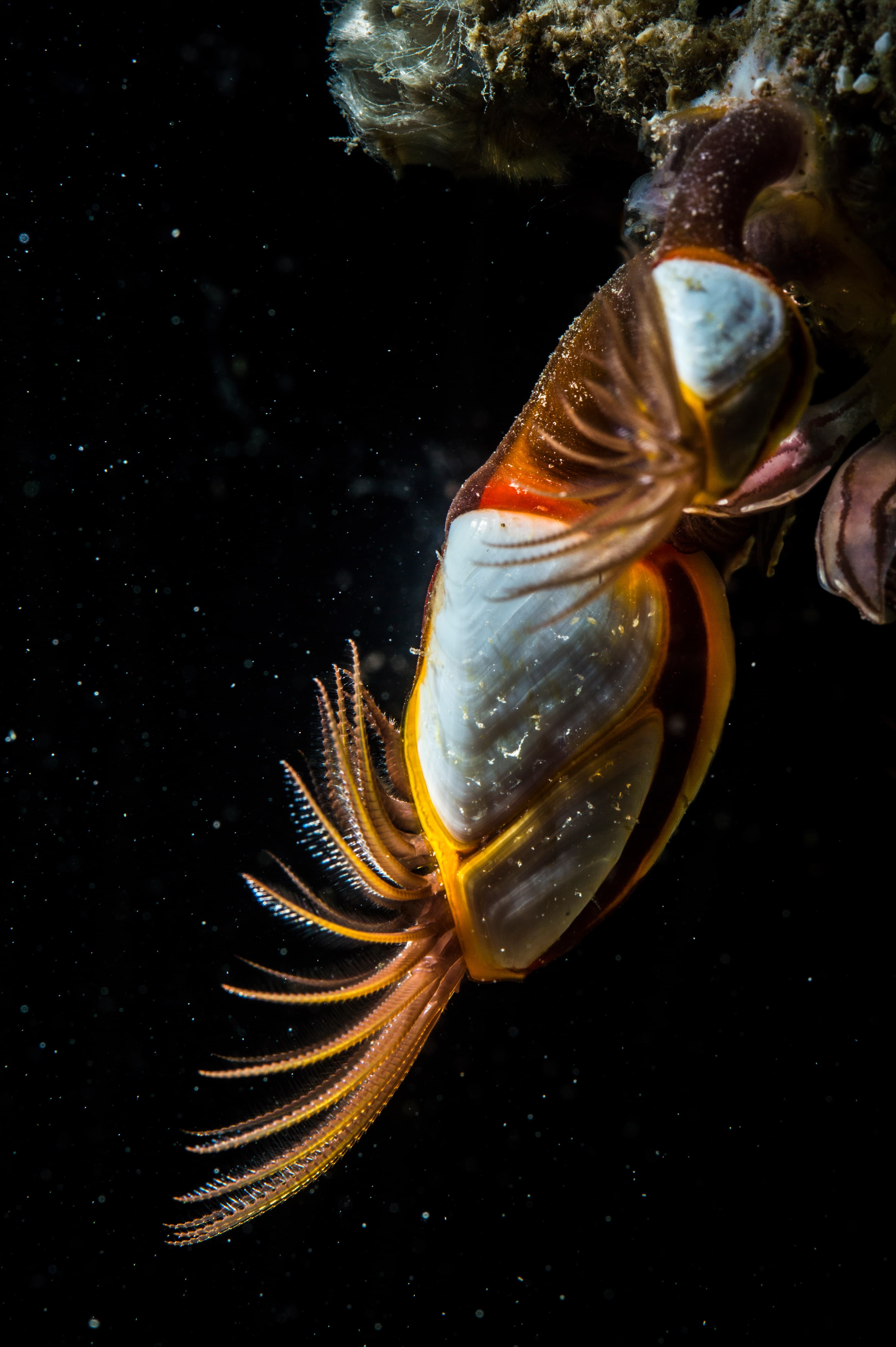 Goose Barnacles (Lepas anserifera)