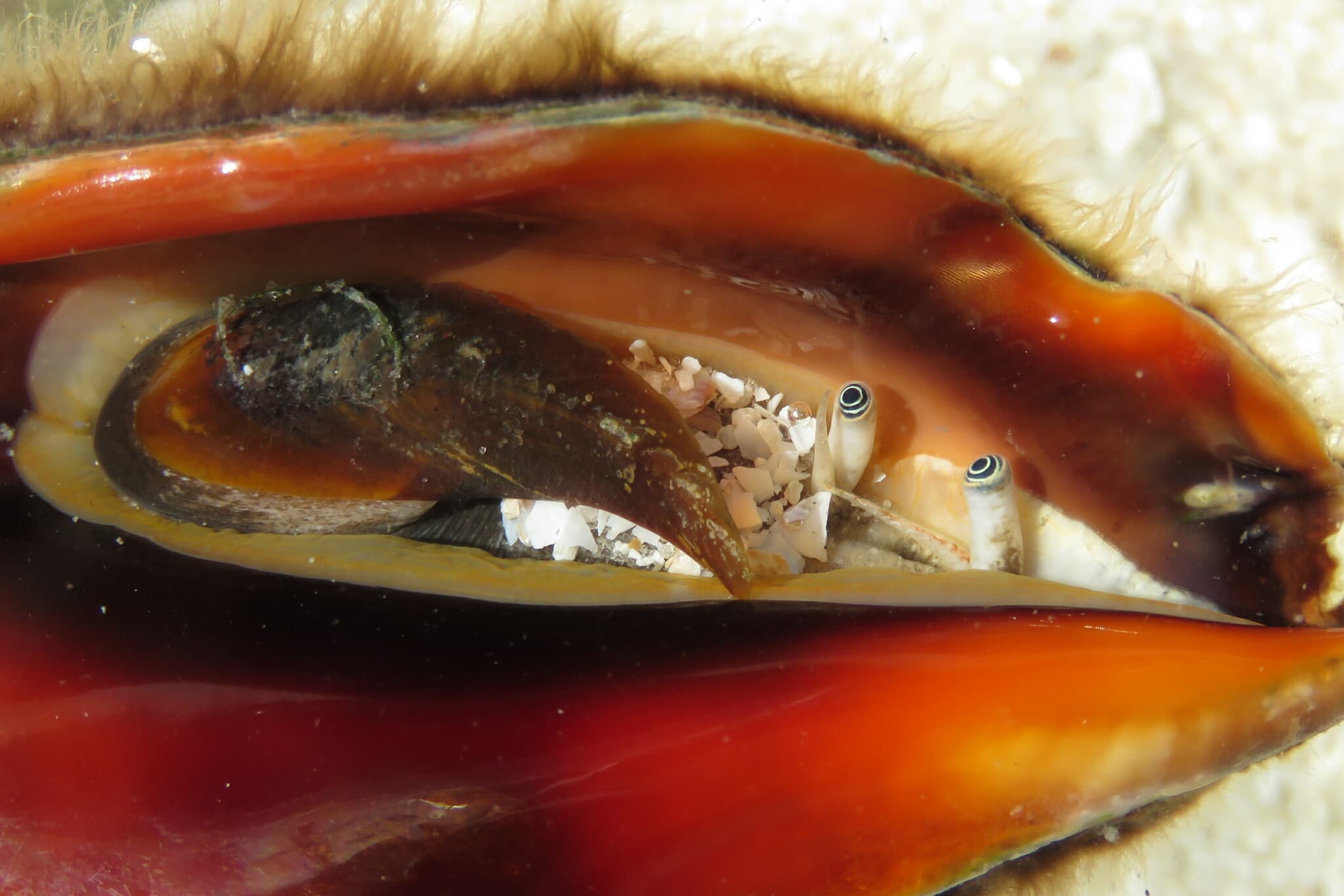 Florida Fighting Conch (Strombus alatus) close-up