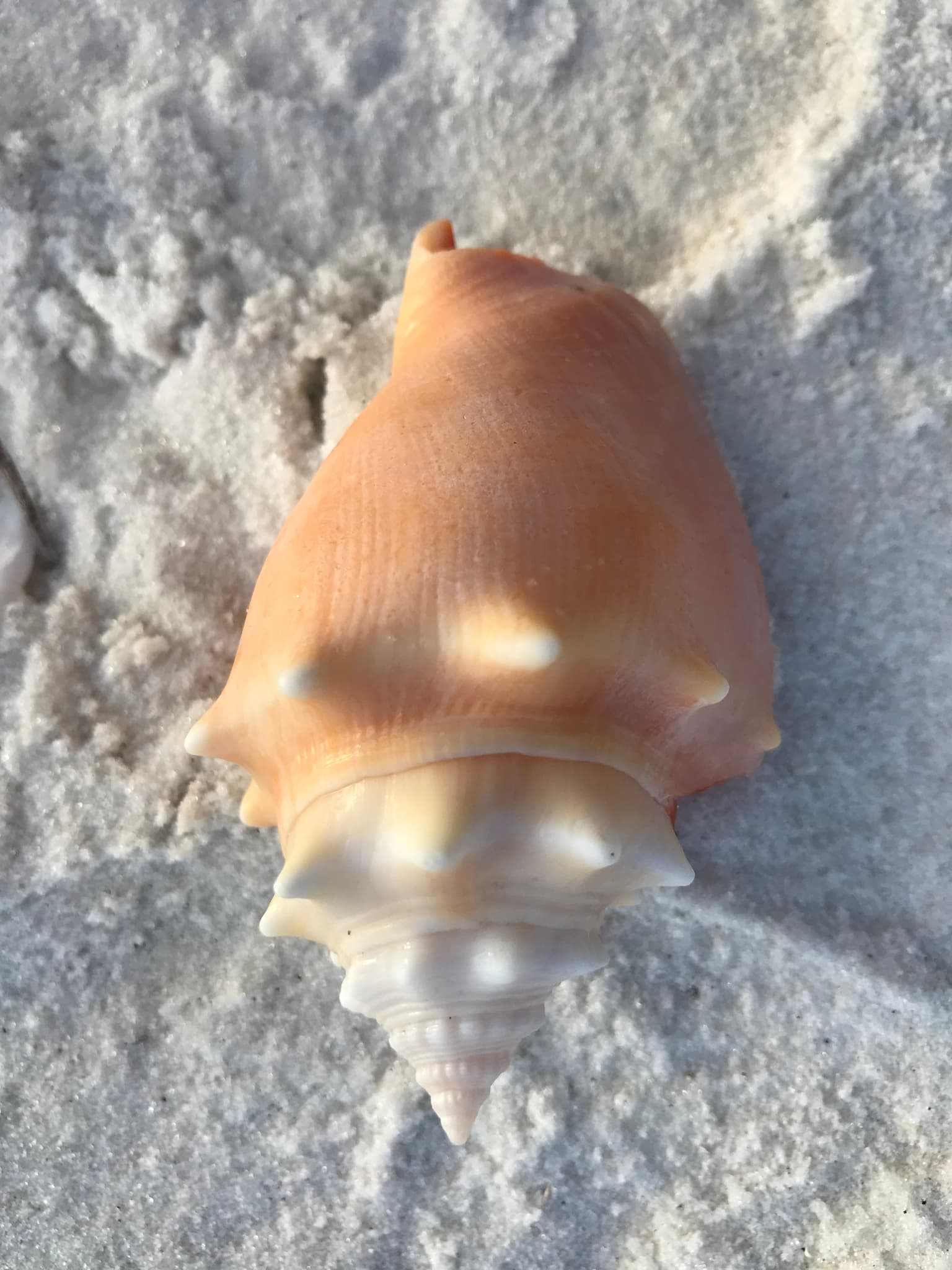 Florida Fighting Conch (Strombus alatus)