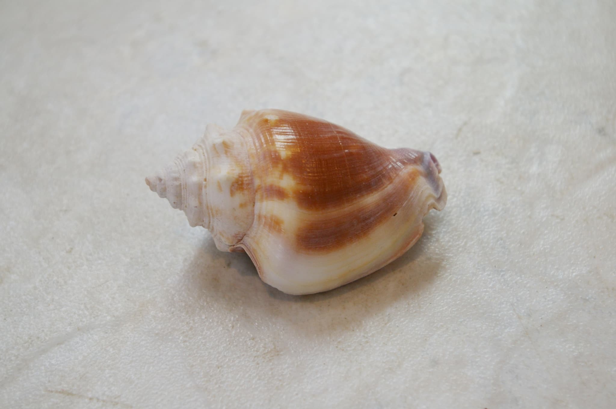 Florida Fighting Conch (Strombus alatus)